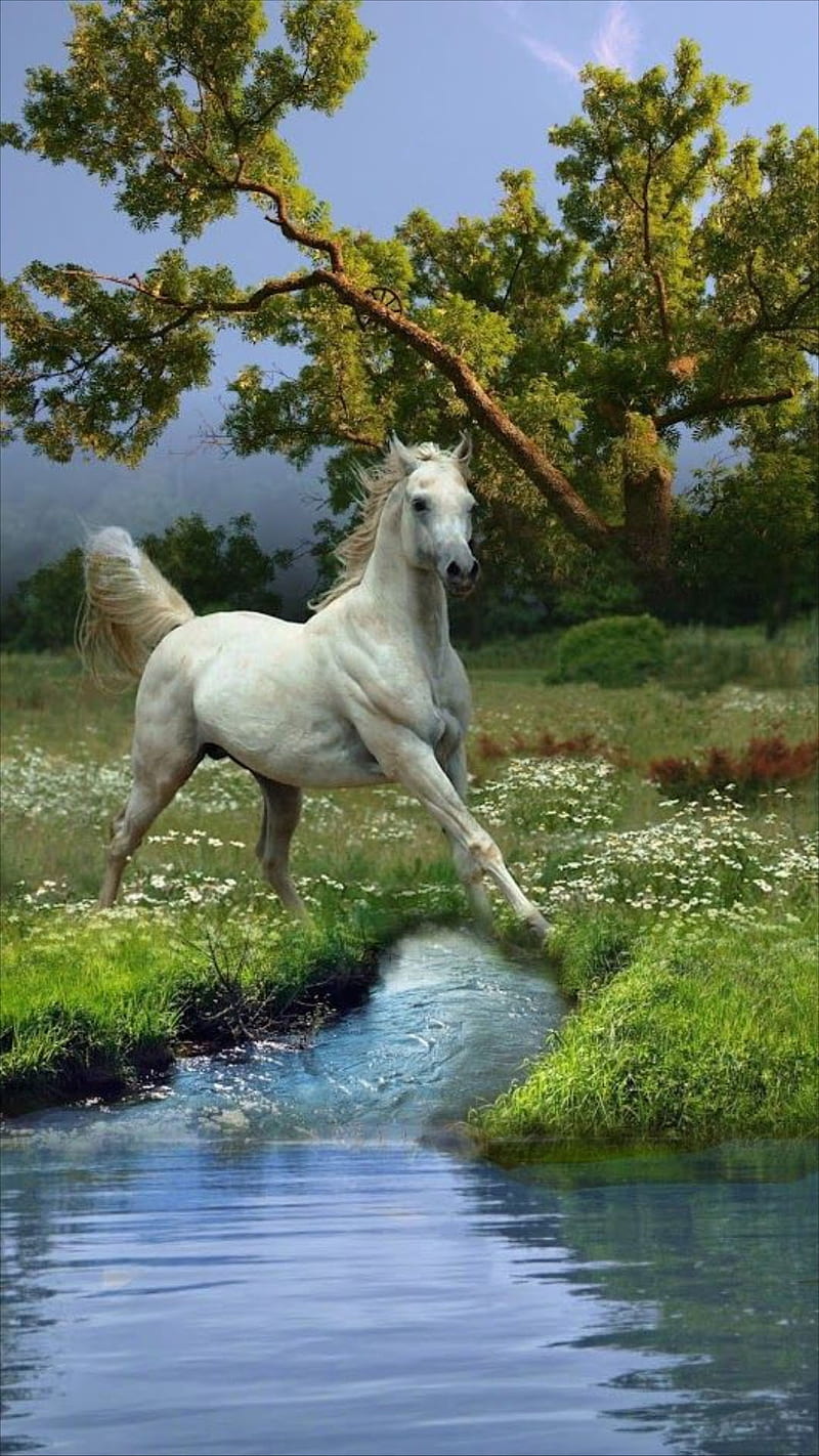 800x1422 White horse, animal, horses, nature, river, running, tree, HD phone wallpaper