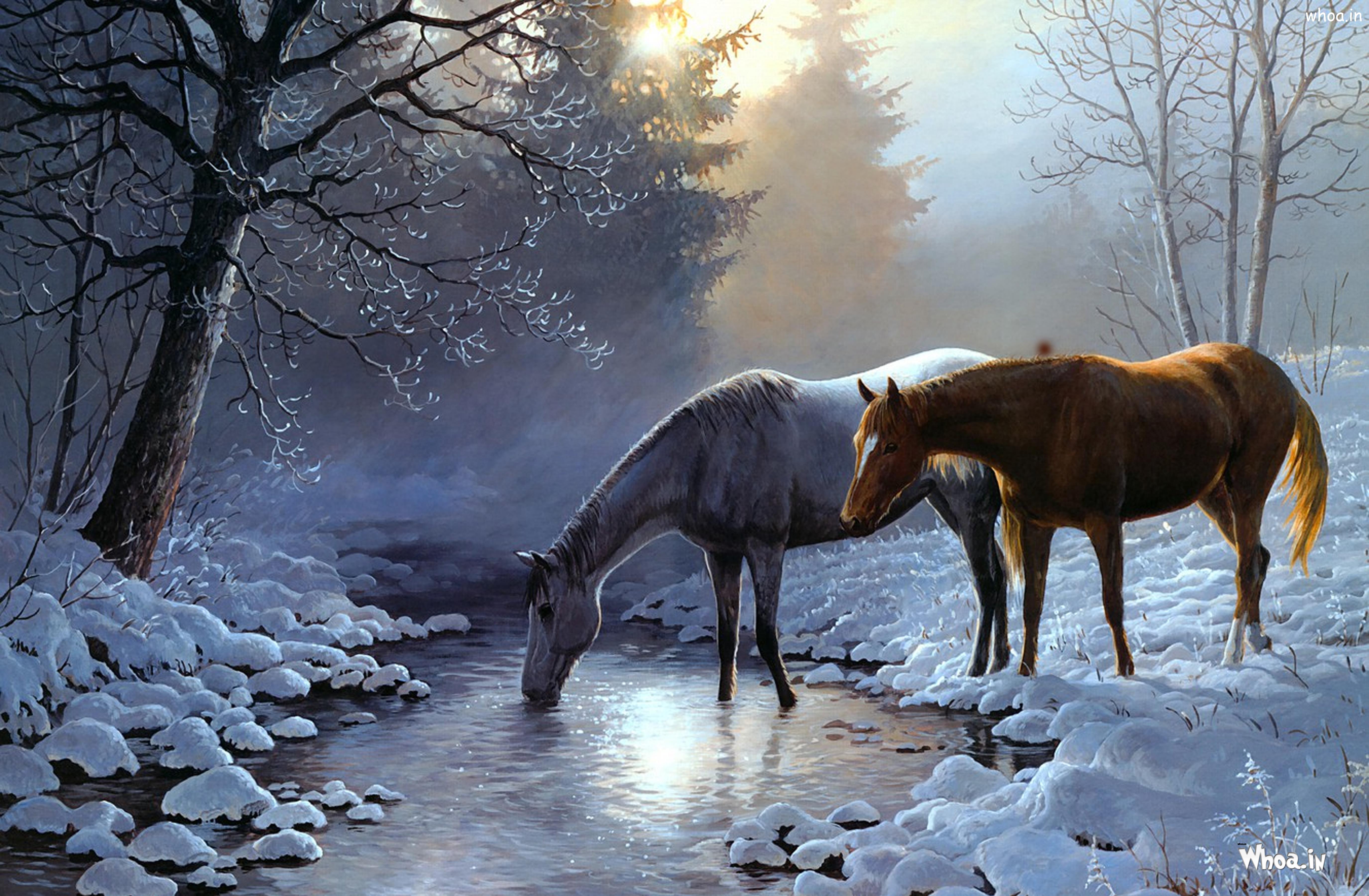 5500x3600 Natural Snowfall And Horse Drinking Water HD Wallpaper