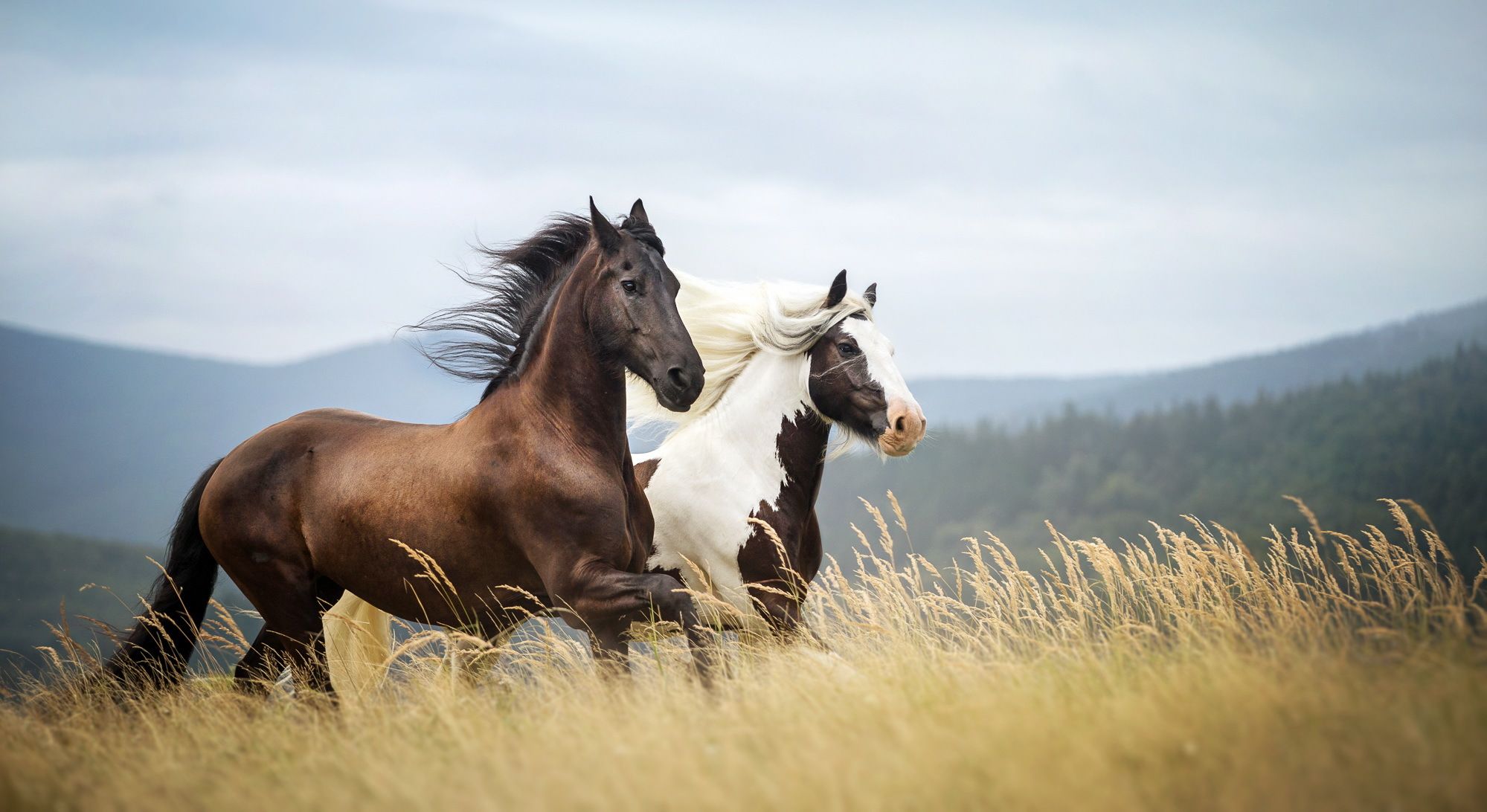 1999x1092 Equine Elegance: HD Wallpaper of Majestic Horses Running Freex1092