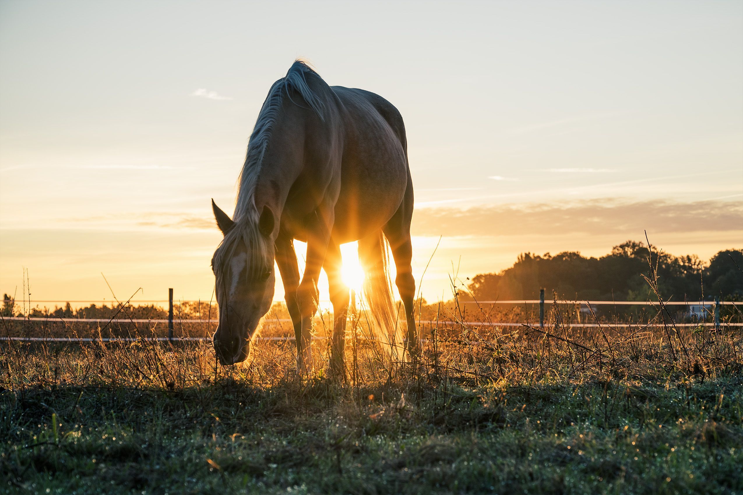 2550x1700 Four Assorted Color Horse On Grass Fields Near Tall Trees During Sunset · Free