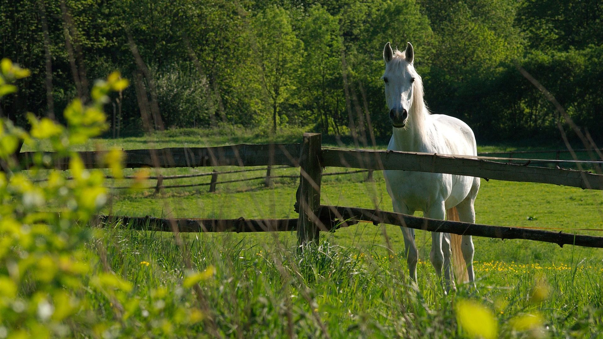 1920x1080 White Horse Nature Landscape Wallpaper Selected