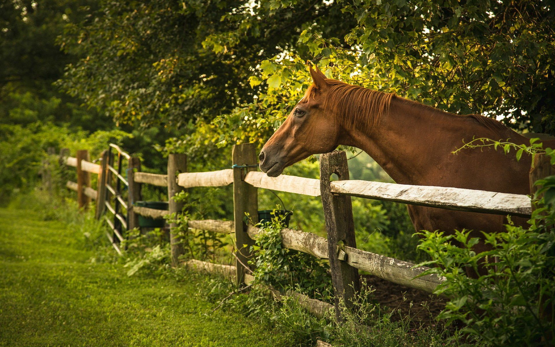 1920x1200 Serene Horse in Nature Wallpaperx1200
