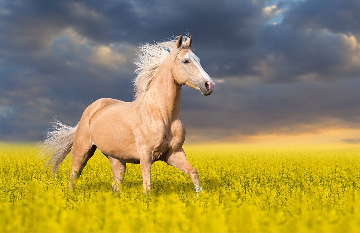 1155x750 Palomino Horse Wallpaper Mural