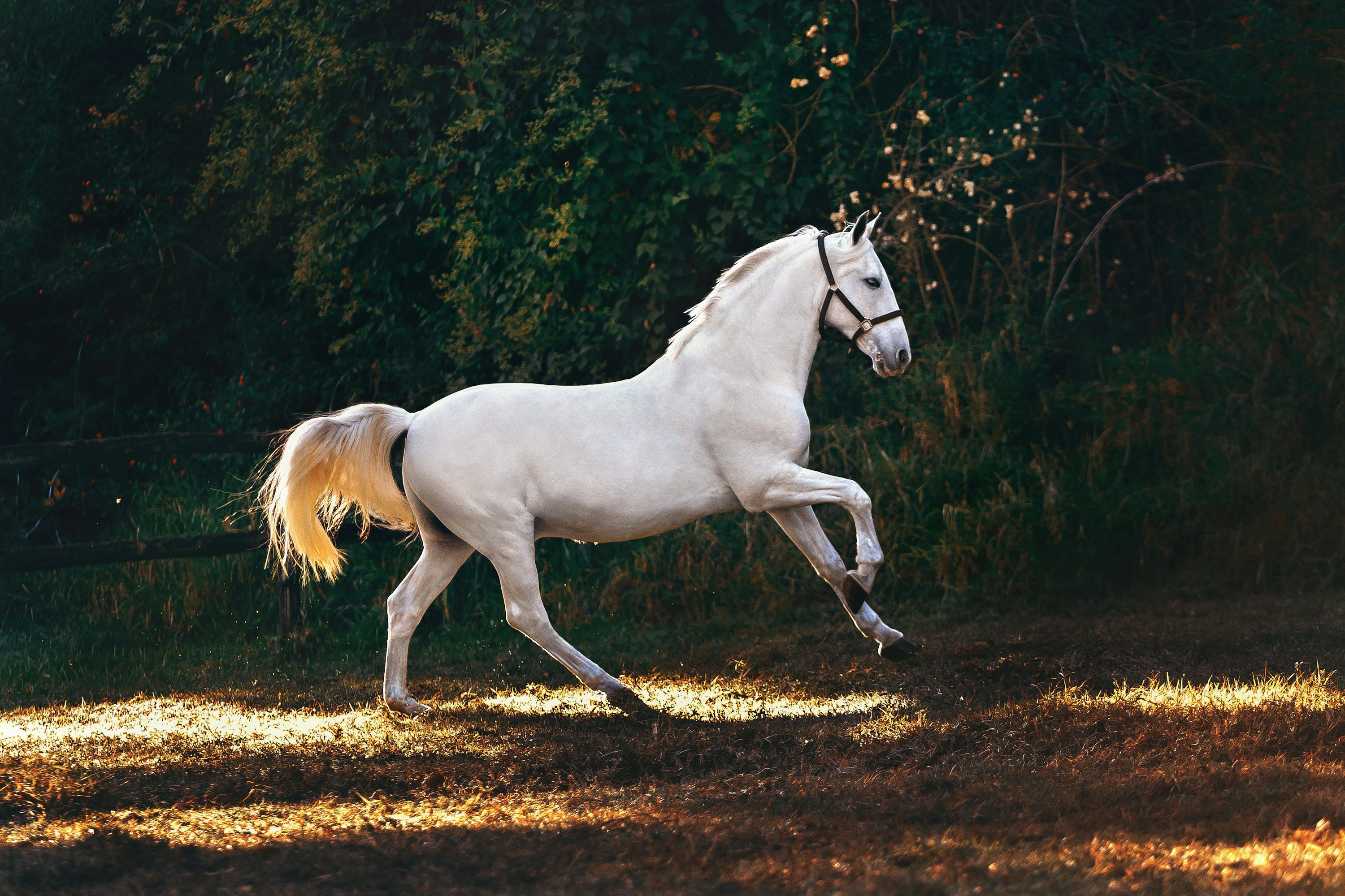 3000x2000 Horse Wallpaper: Free HD Download [4K]