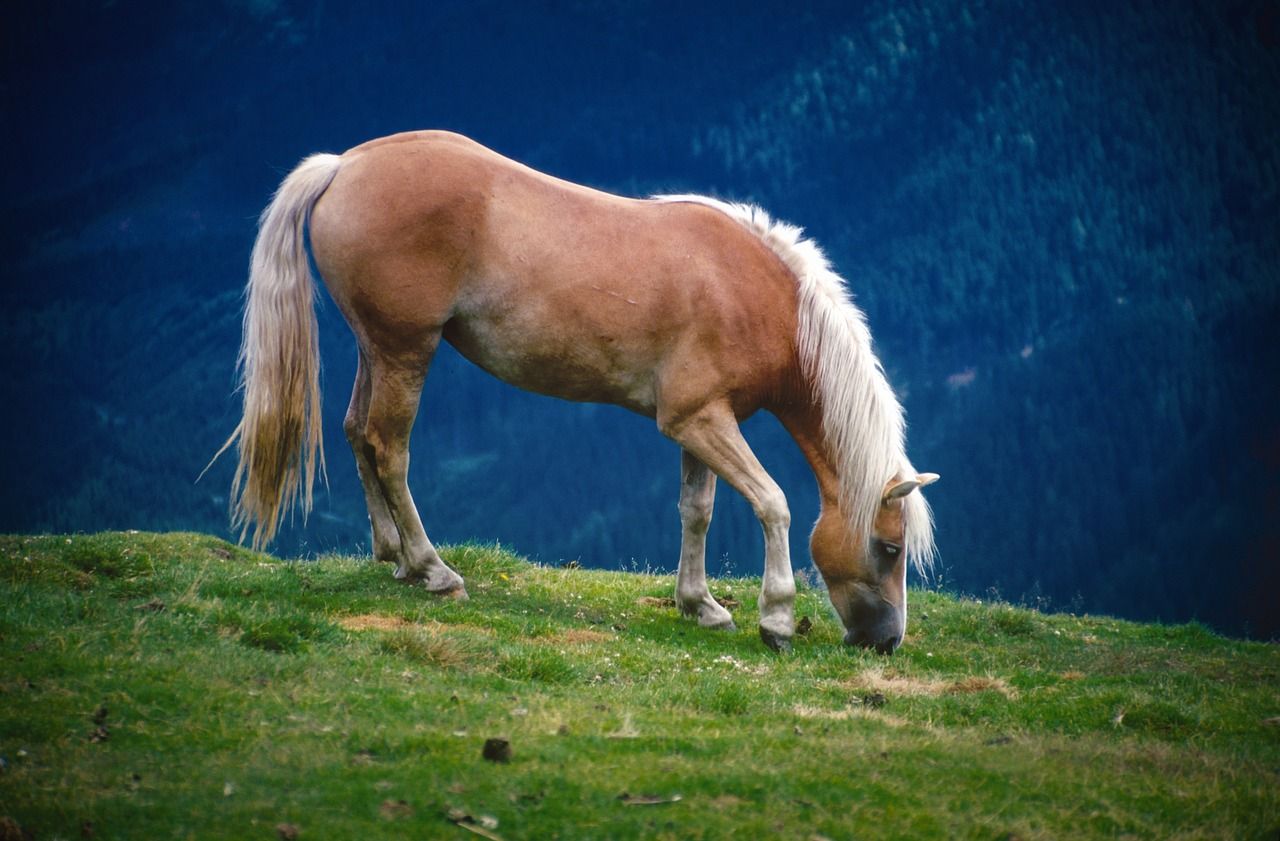 1280x841 Horse Mountains Nature