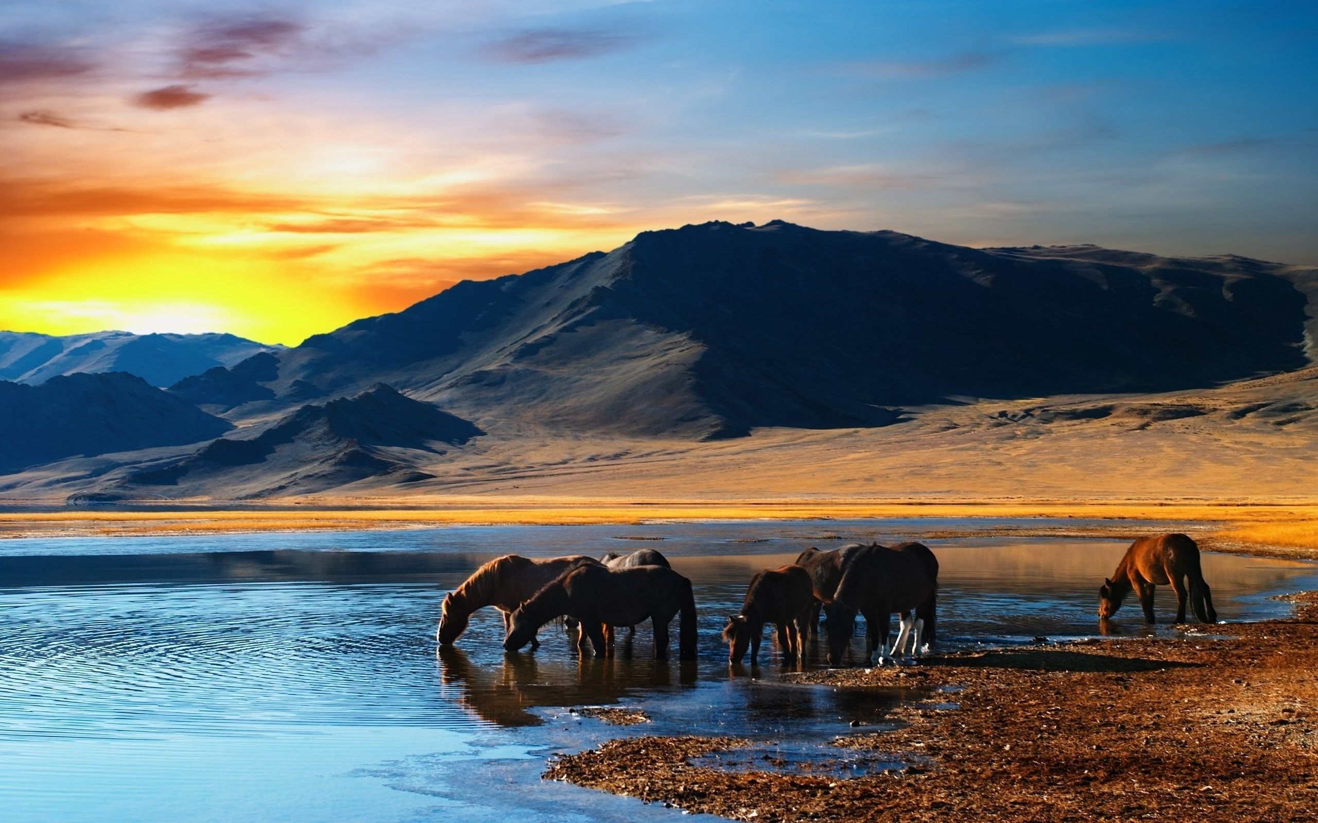 2560x1600 Wallpaper Horses on a Lake With a View of a Mountain, Background Free Image