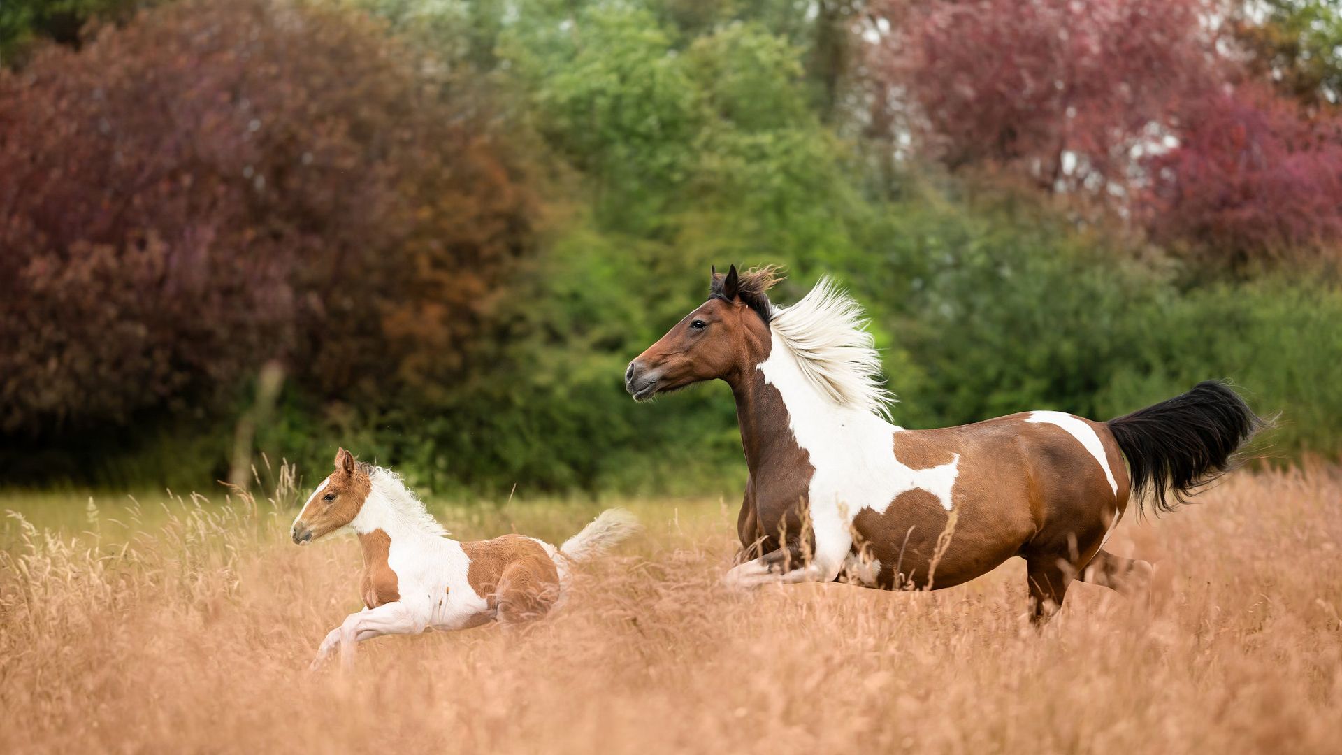 1920x1080 Brown White Horses Are Running In Wheat Field In Blur Nature Background HD Horse Wallpaper