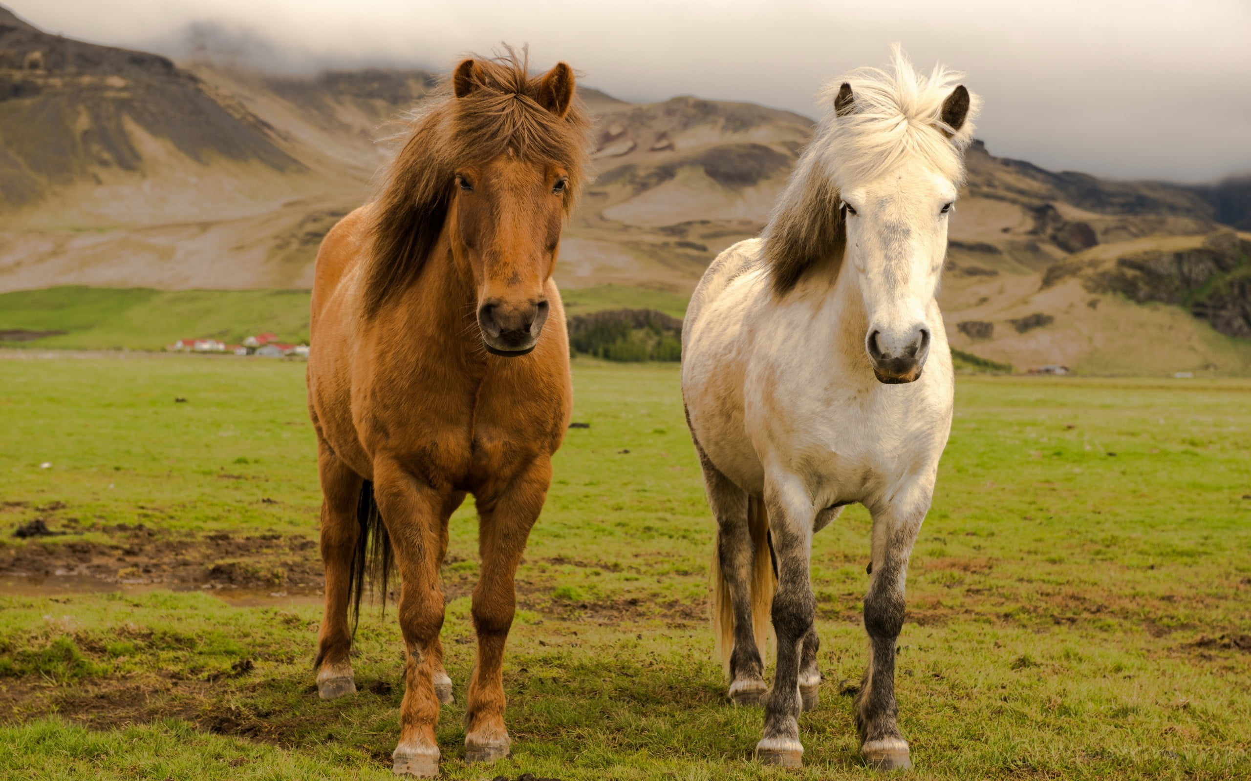 2560x1600 Two white and brown horses, nature, animals, horse, icelandic horses HD wallpaper