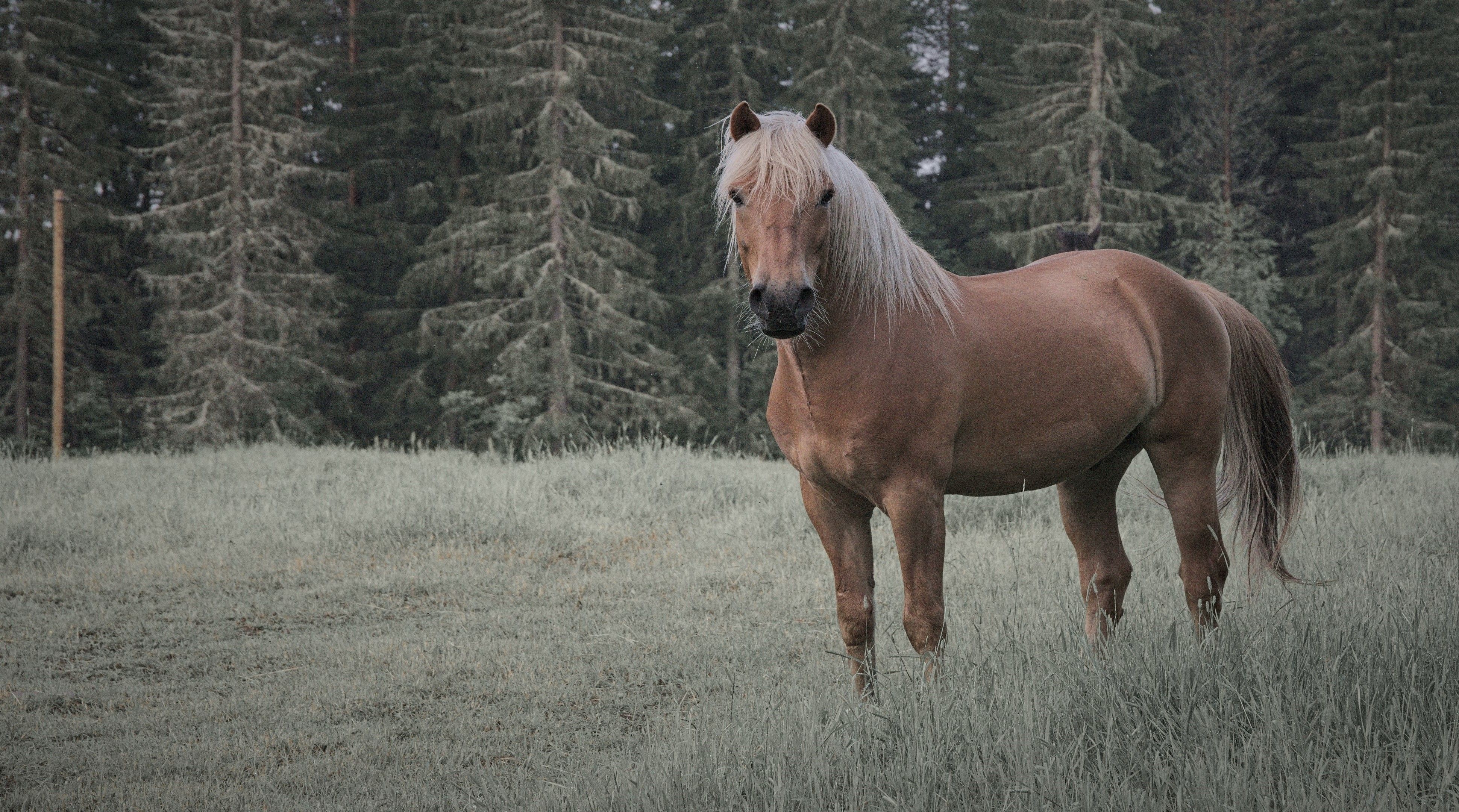 3880x2160 horse, Nature Wallpaper HD / Desktop and Mobile Background