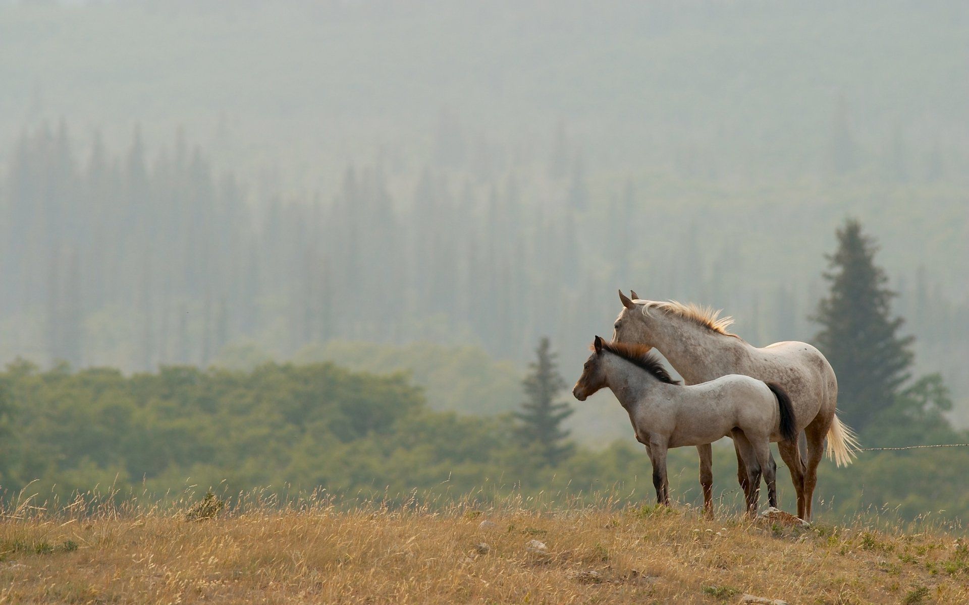 1920x1200 Serene Horses in Nature Wallpaperx1600