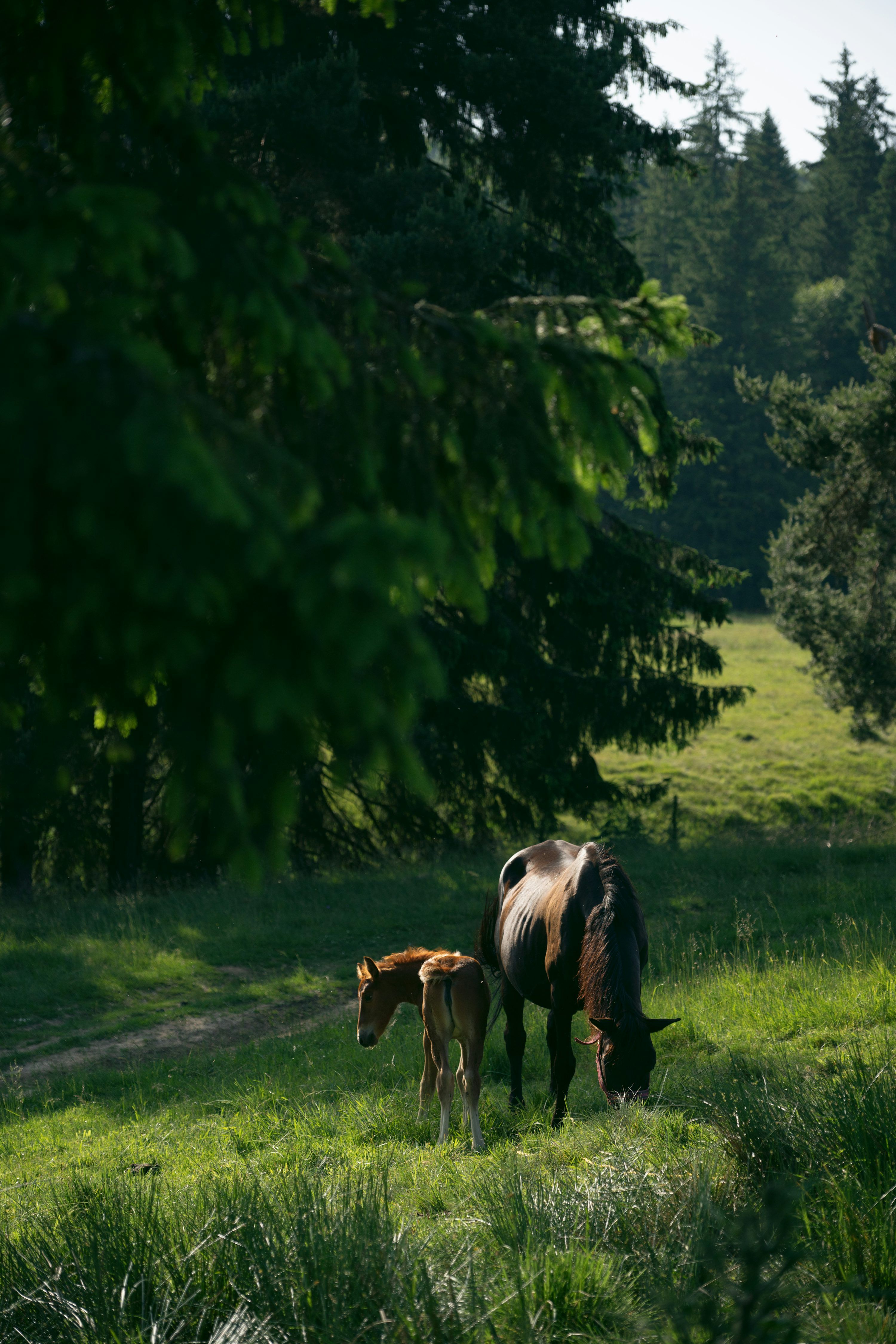 3000x4500 A horse and a foal grazing in a field photo