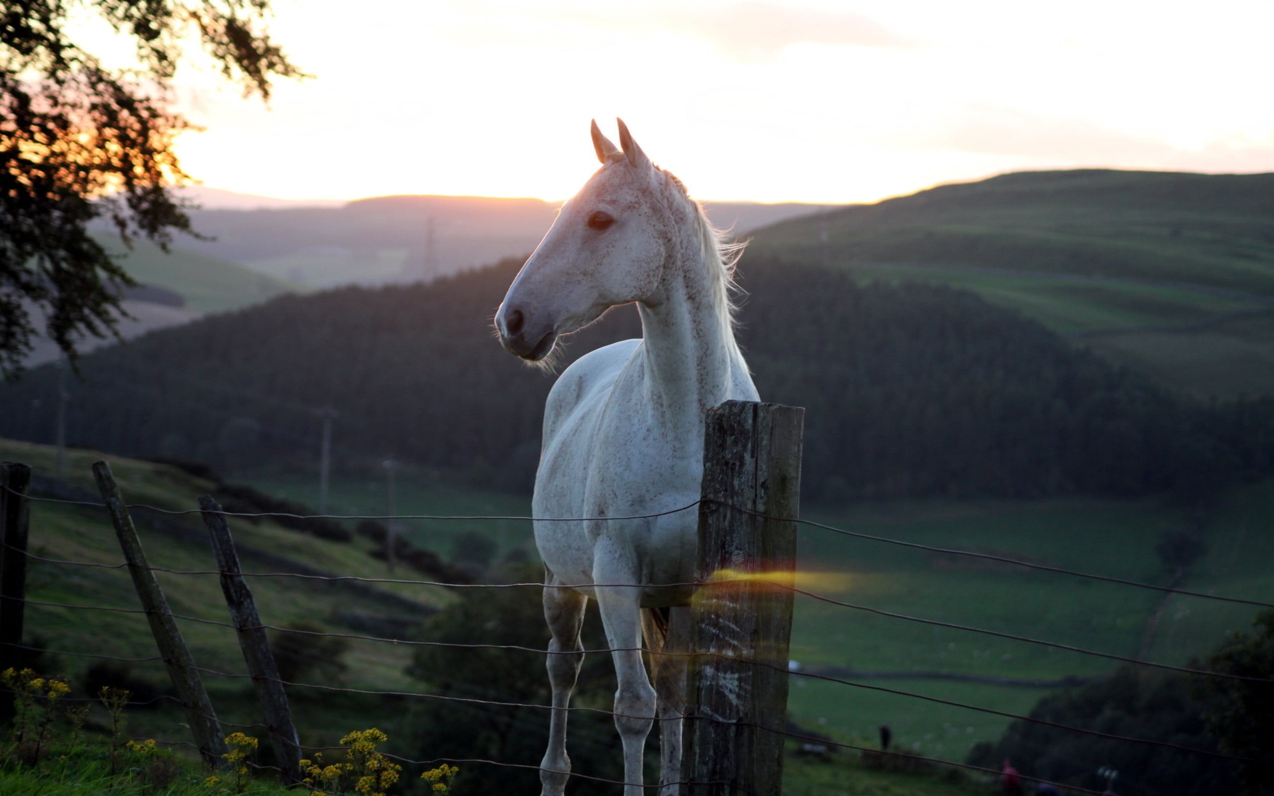 2560x1600 White horse under the sunrise HD wallpaper