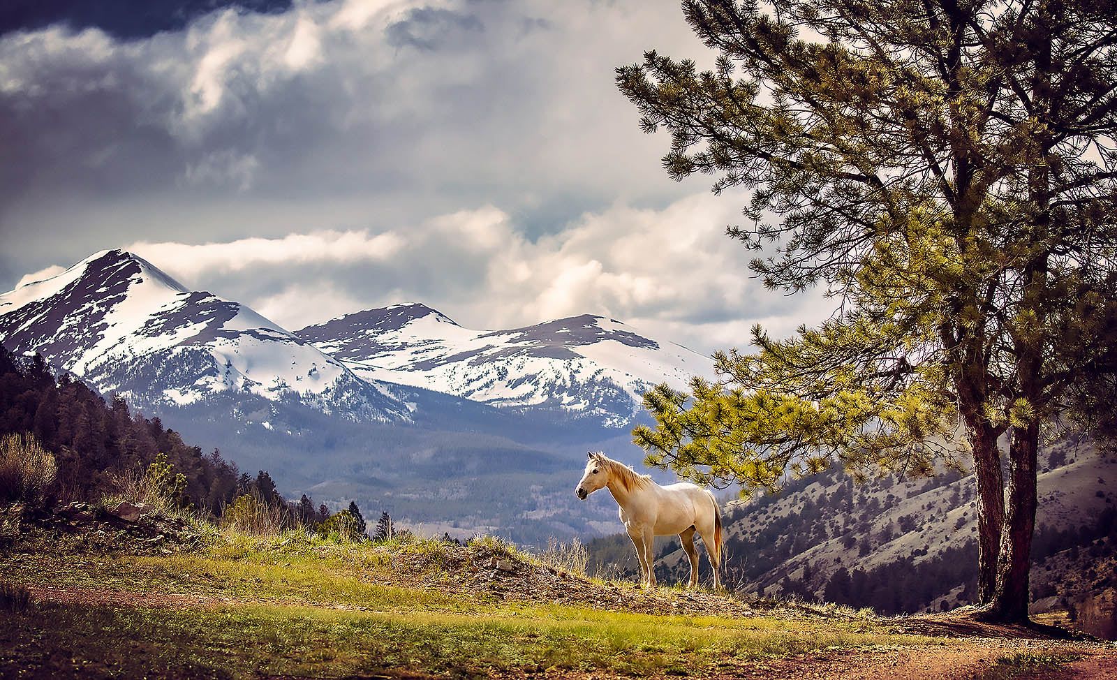 1600x974 White Horse Overlooking Snow Capped Mountains Wall Art