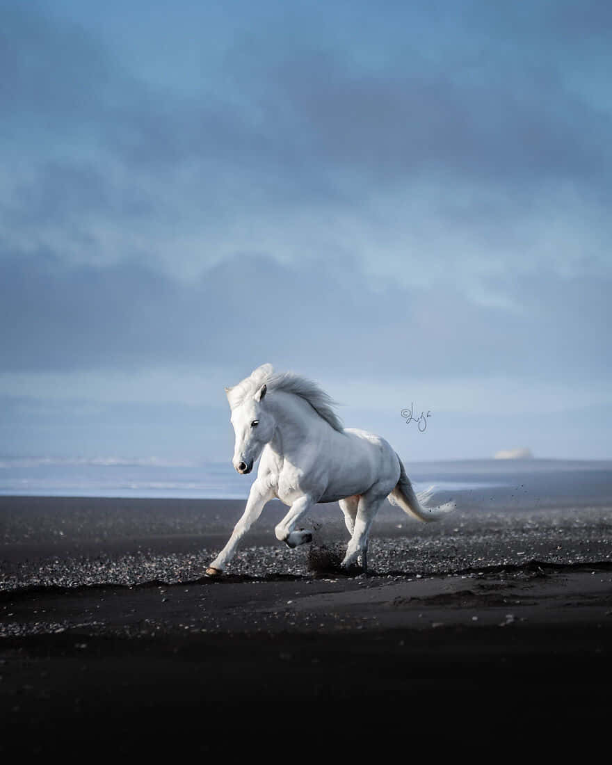 880x1100 A Stunning White Horse In The Fields Of Nature. Wallpaper