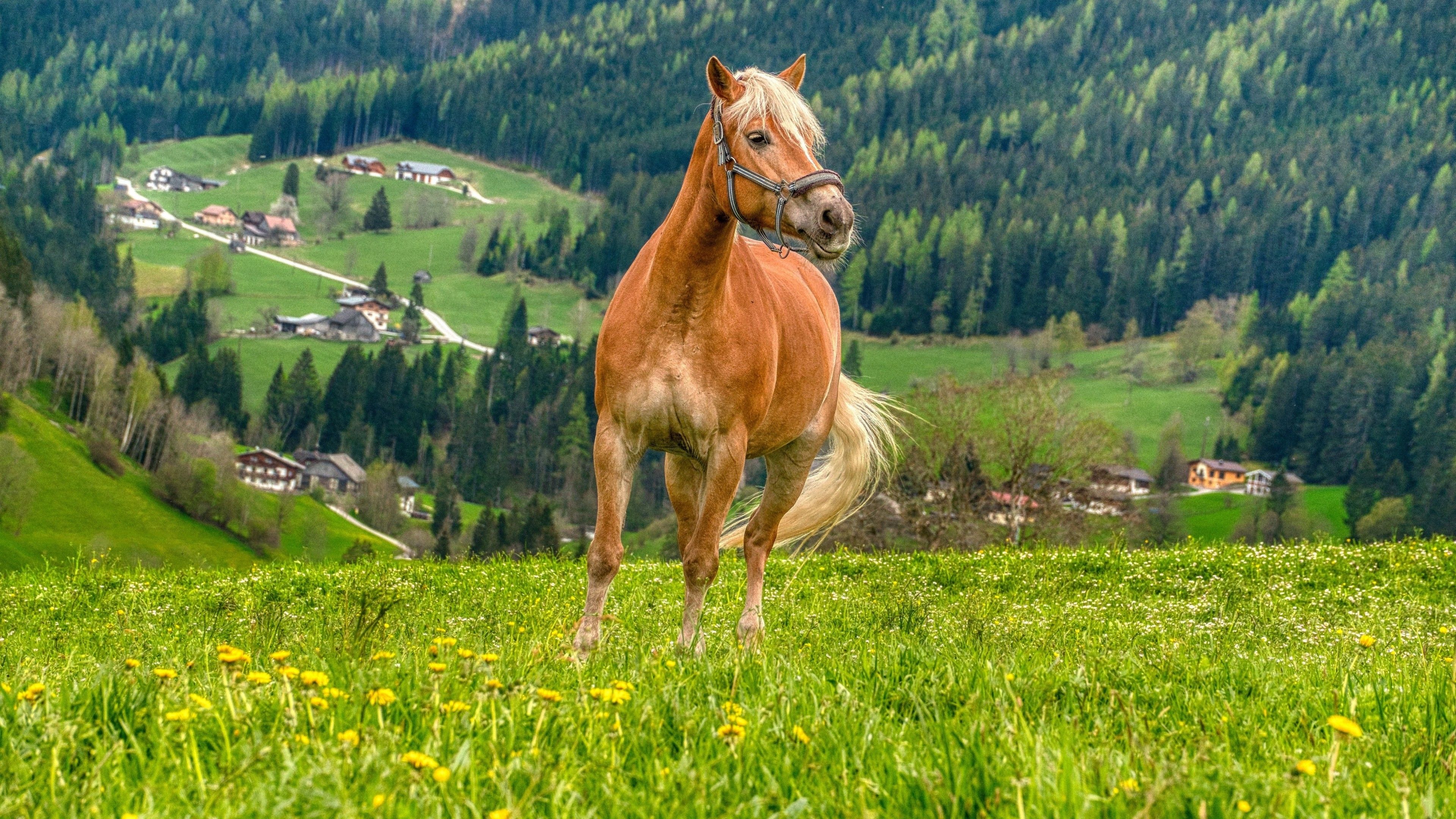 3840x2160 brown horse running in green grass yellow flowers field nature trees slope background animals 4K HD Horse Wallpaper