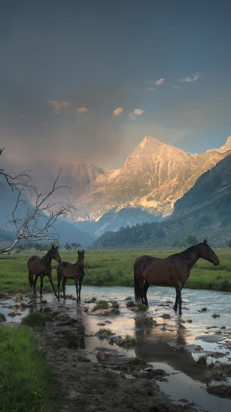 800x1422 Nature, animal, horses, mountains, river, water, HD phone wallpaper