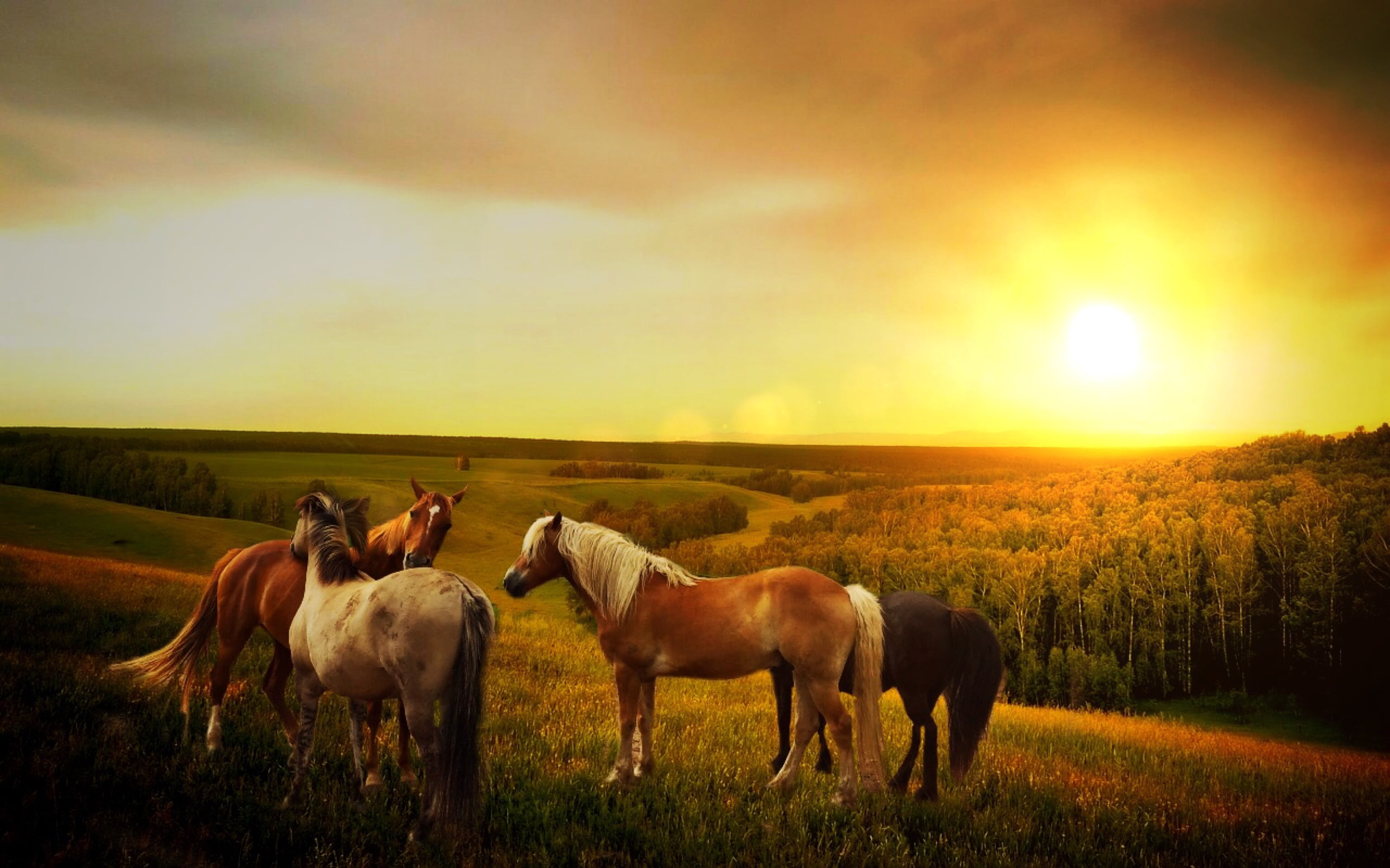 3072x1920 Royalty Free Photo: Four Assorted Color Horses During Sunset