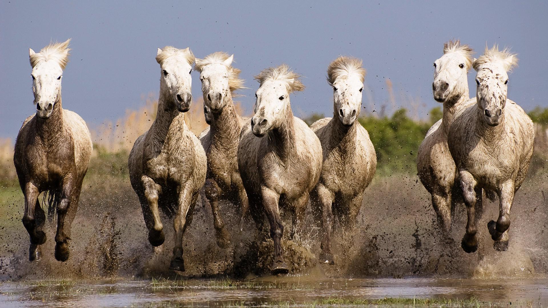 1920x1080 nature, Horse, Animals, Running Wallpaper HD Desktop [1920x1080]