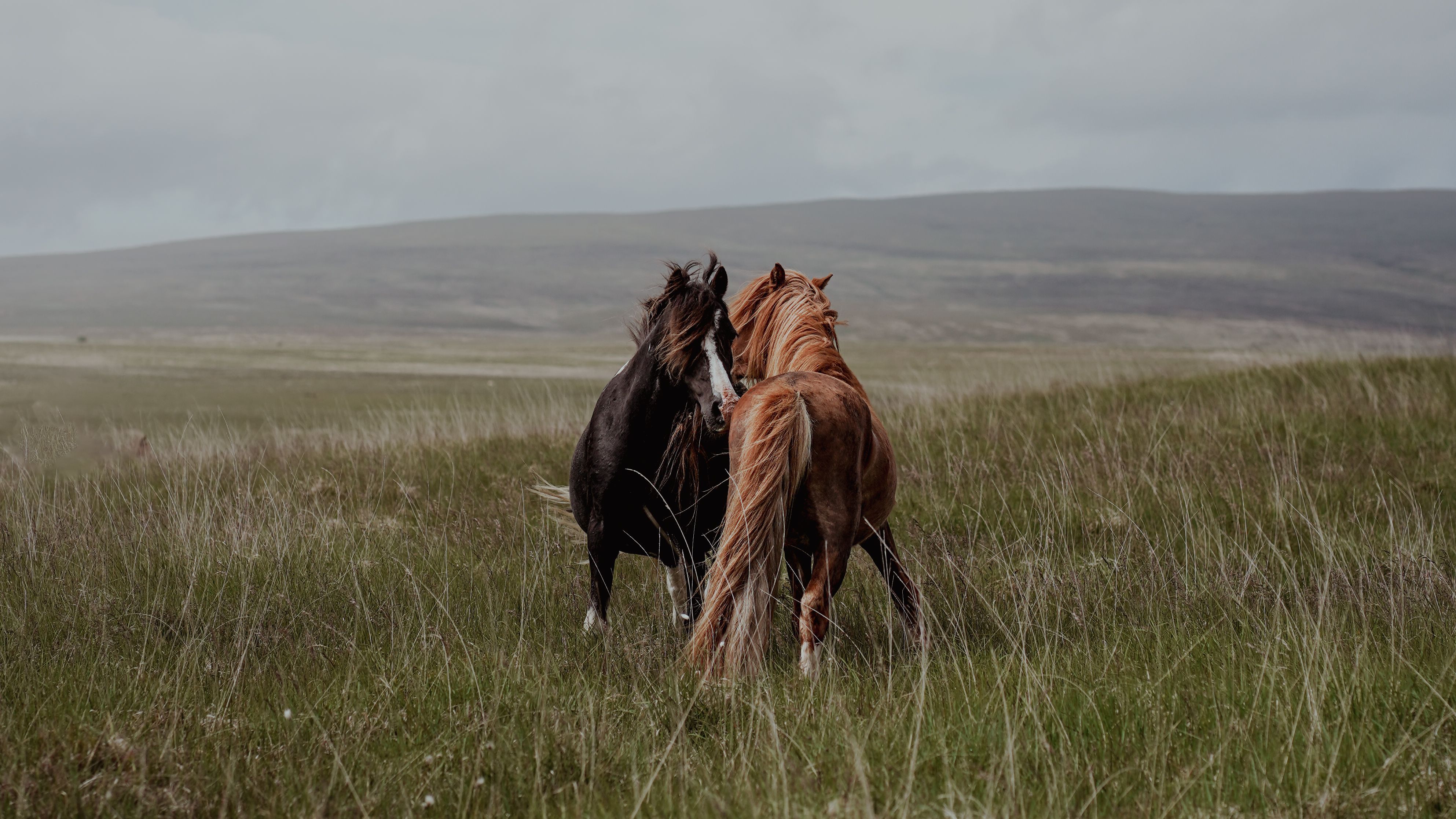 3971x2234 Horse Lovers Photo, Download The BEST Free Horse Lovers & HD Image