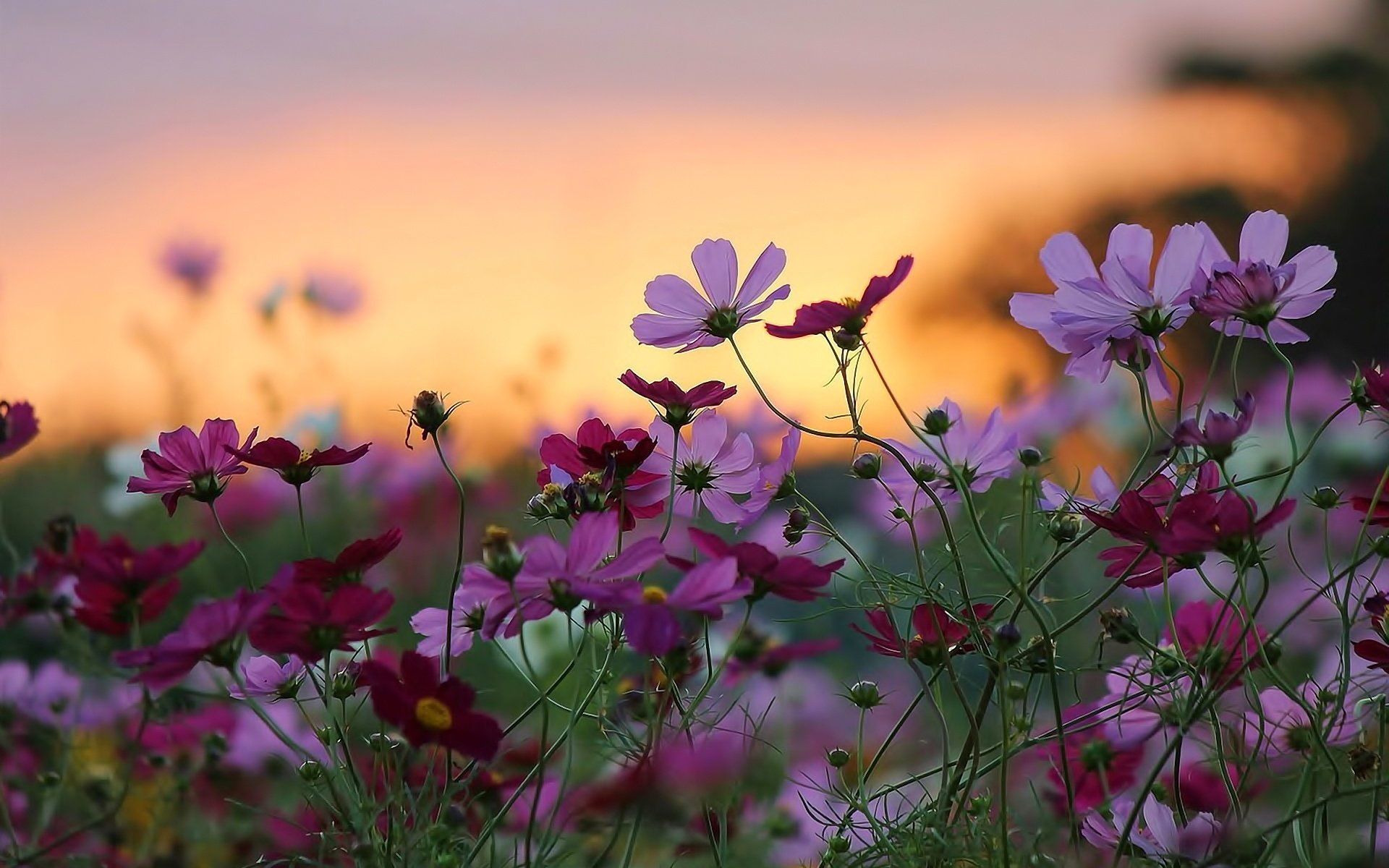 1920x1200 Sunset Cosmos Field