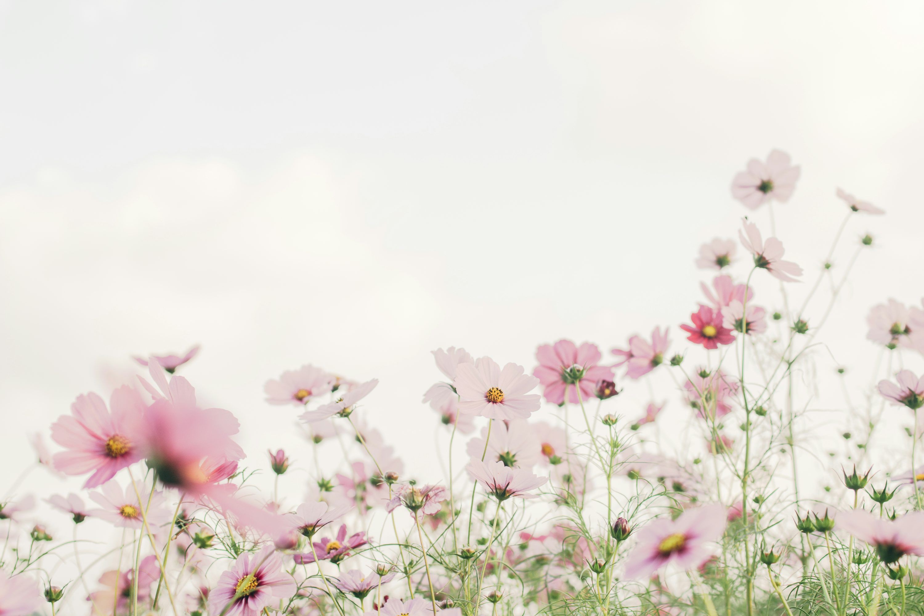 3000x2000 Flower Field Picture [HD]. Download Free Image