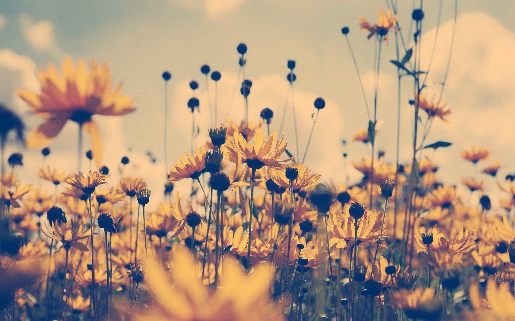 1680x1050 Sunlit Wildflower Field