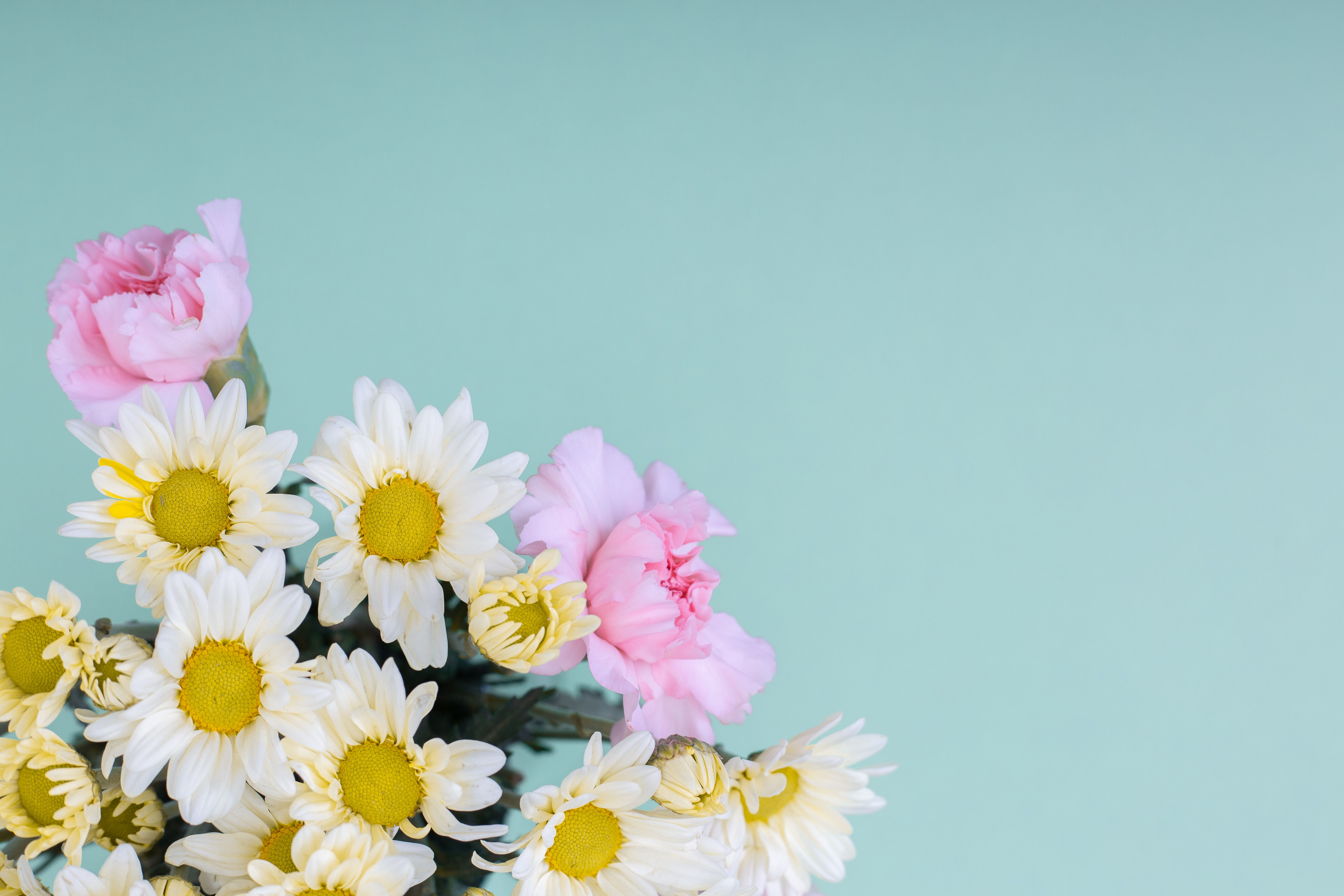 5472x3648 Flower Wallpaper Desktop Photo, Download The BEST Free Flower Wallpaper Desktop & HD Image