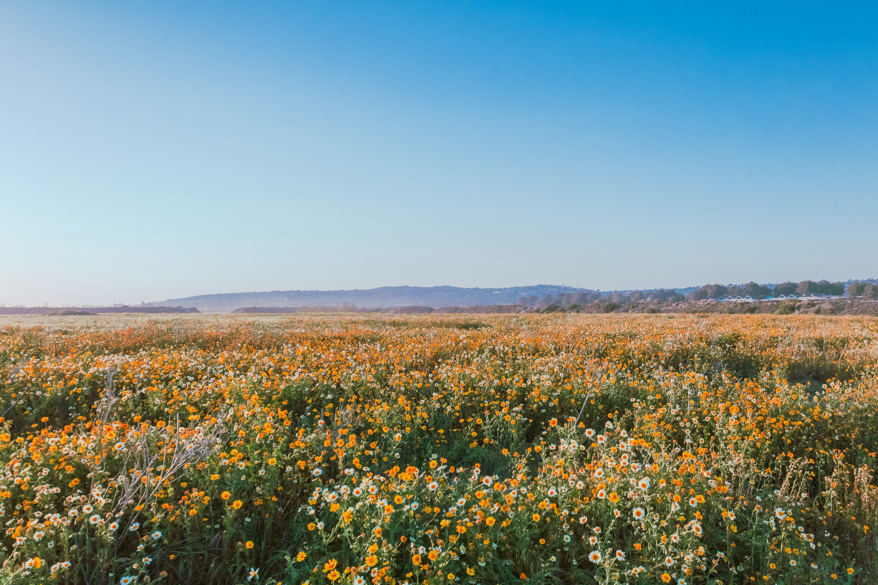 3000x2000 Flower Field Picture [HD]. Download Free Image