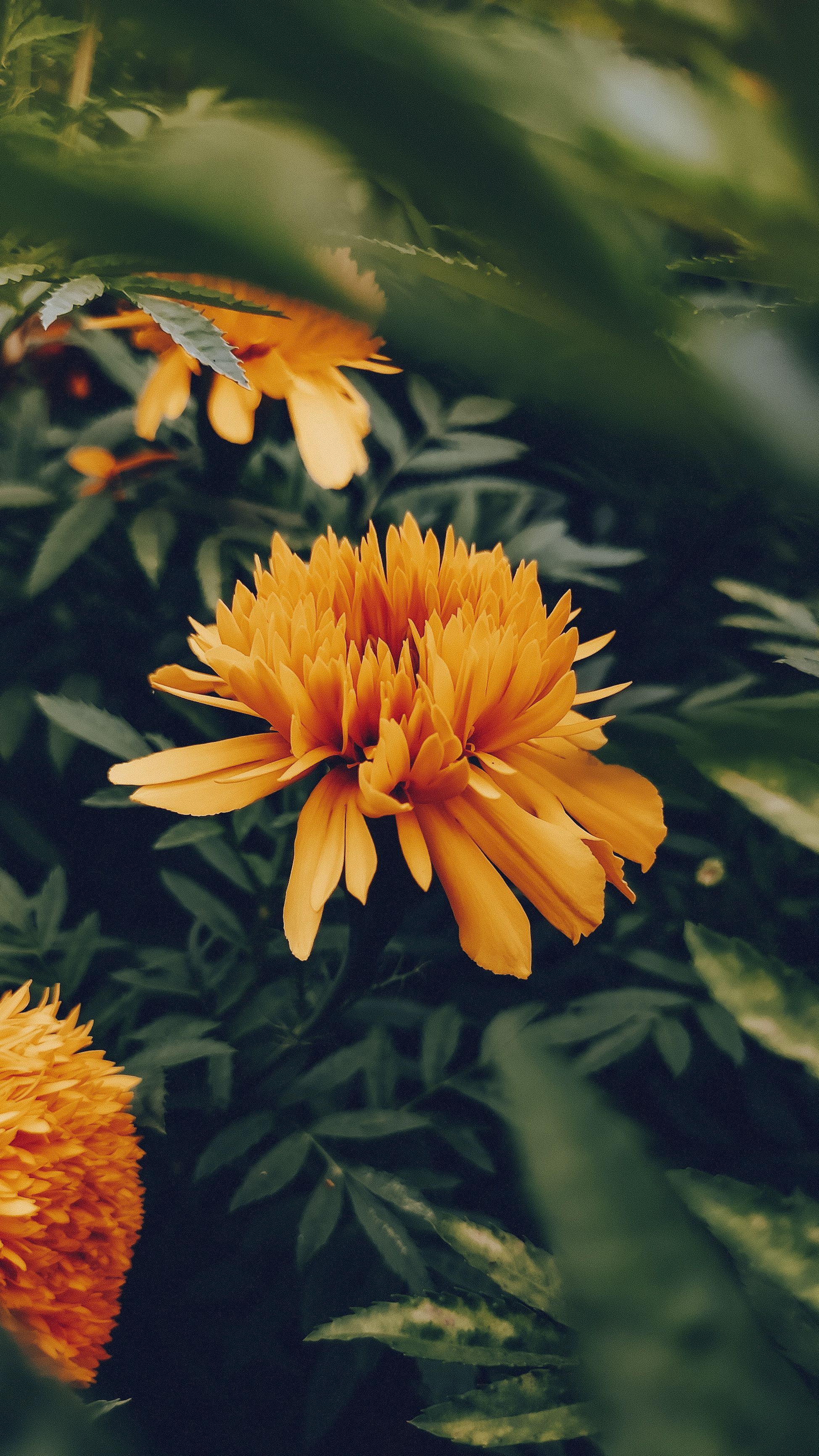 1948x3463 Best Flower Wallpaper Photo · 100% Free Downloads
