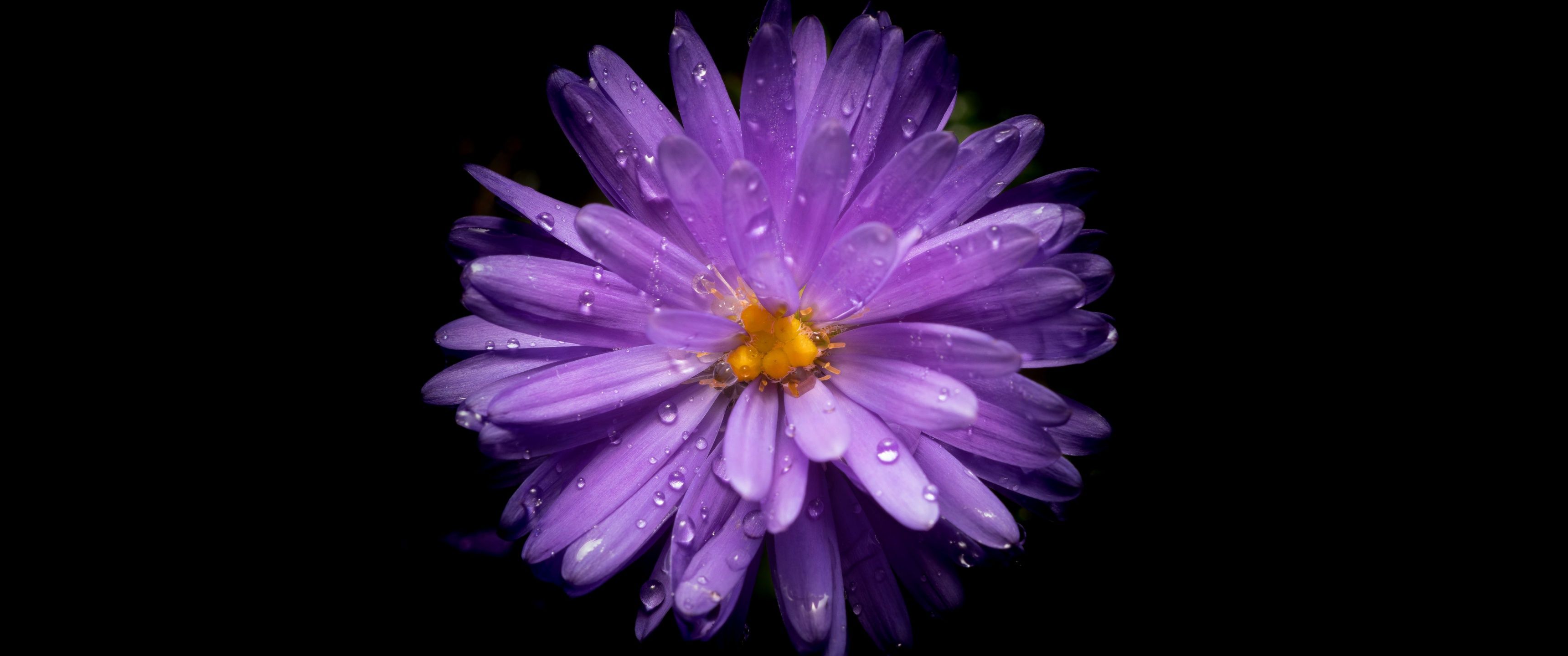 3440x1440 Aster flower Wallpaper 4K, Purple Flower, Black background