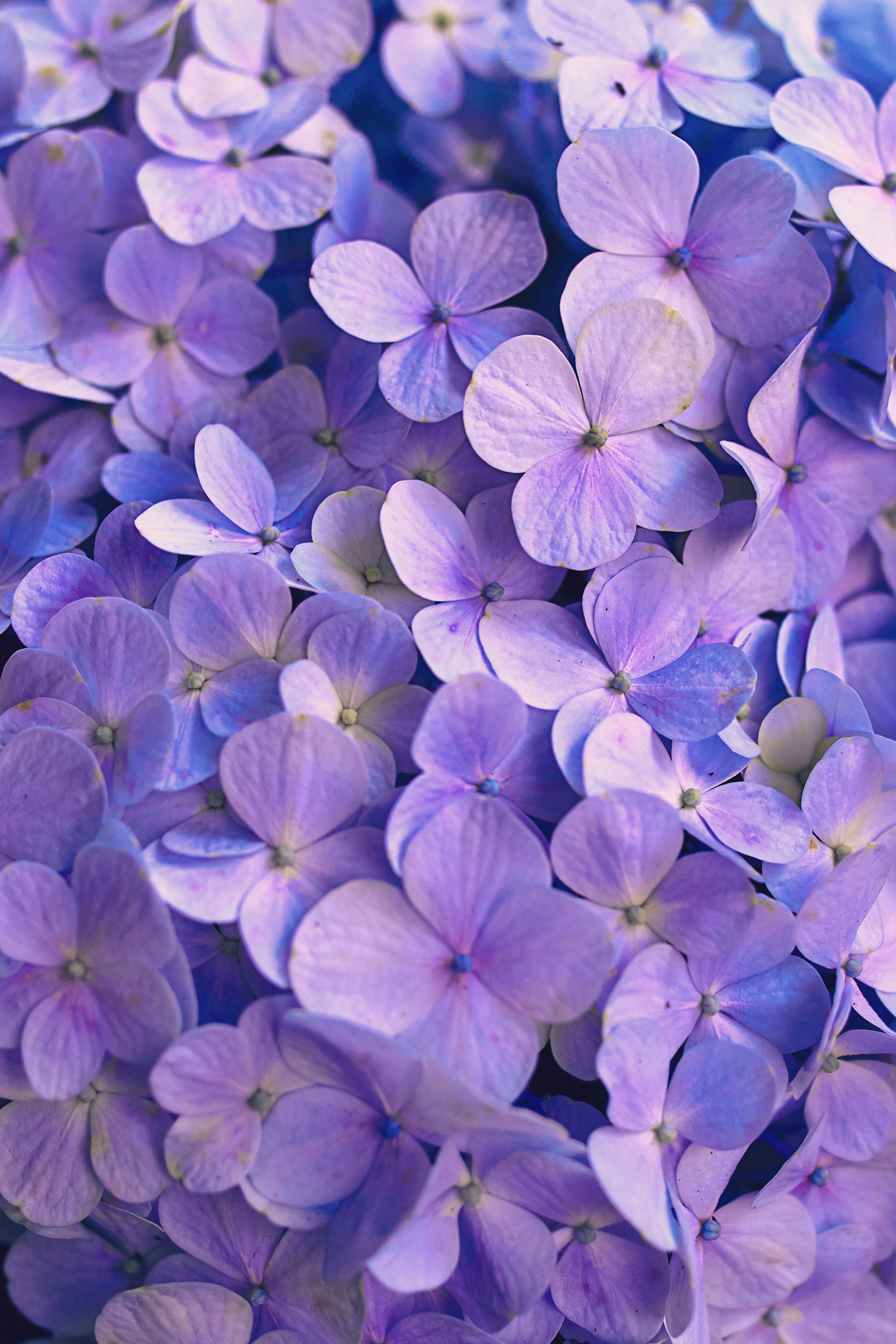 3000x4501 Purple Flower Picture. Download Free Image