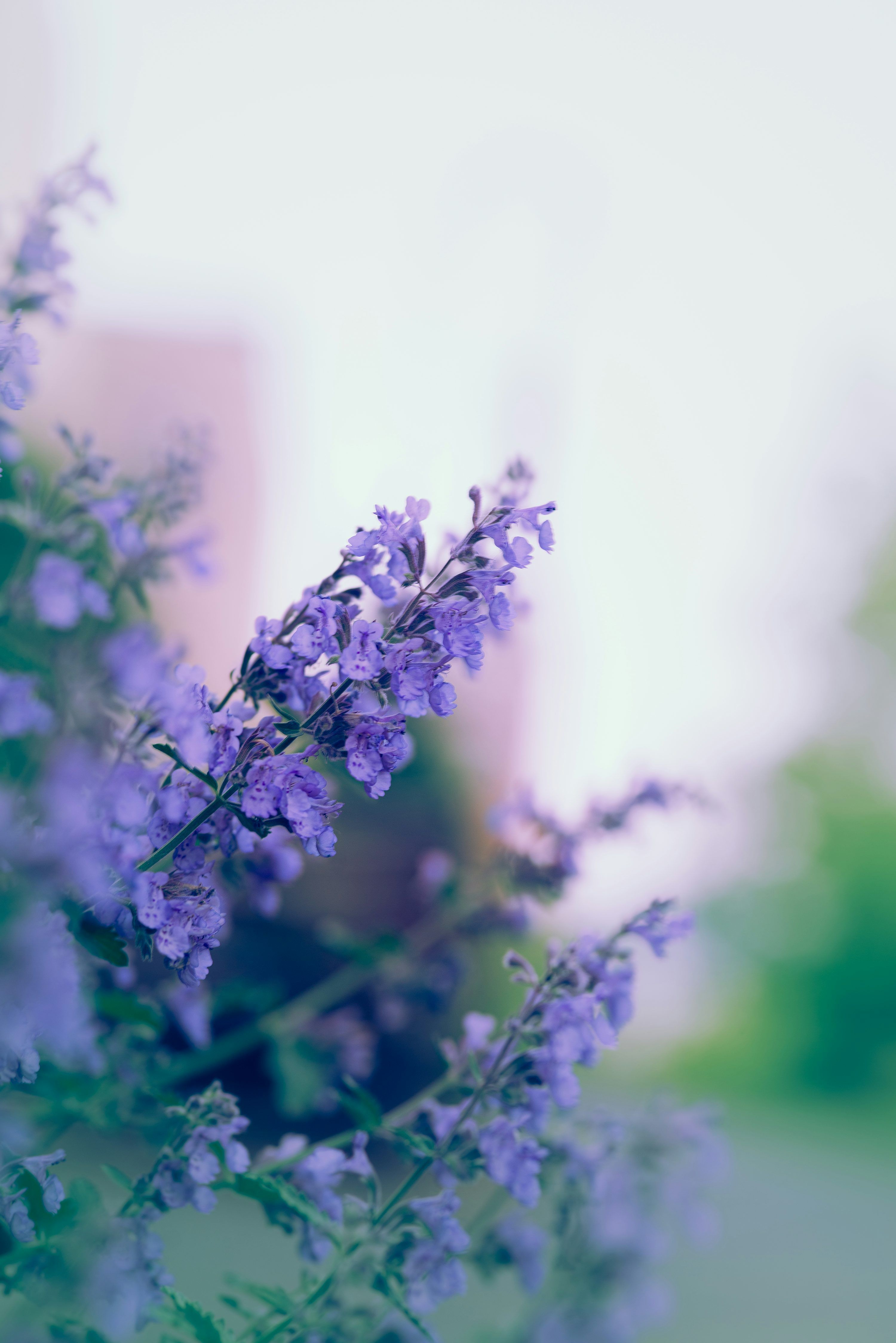3000x4494 Purple flowers bloom in a soft, dreamy light. photo