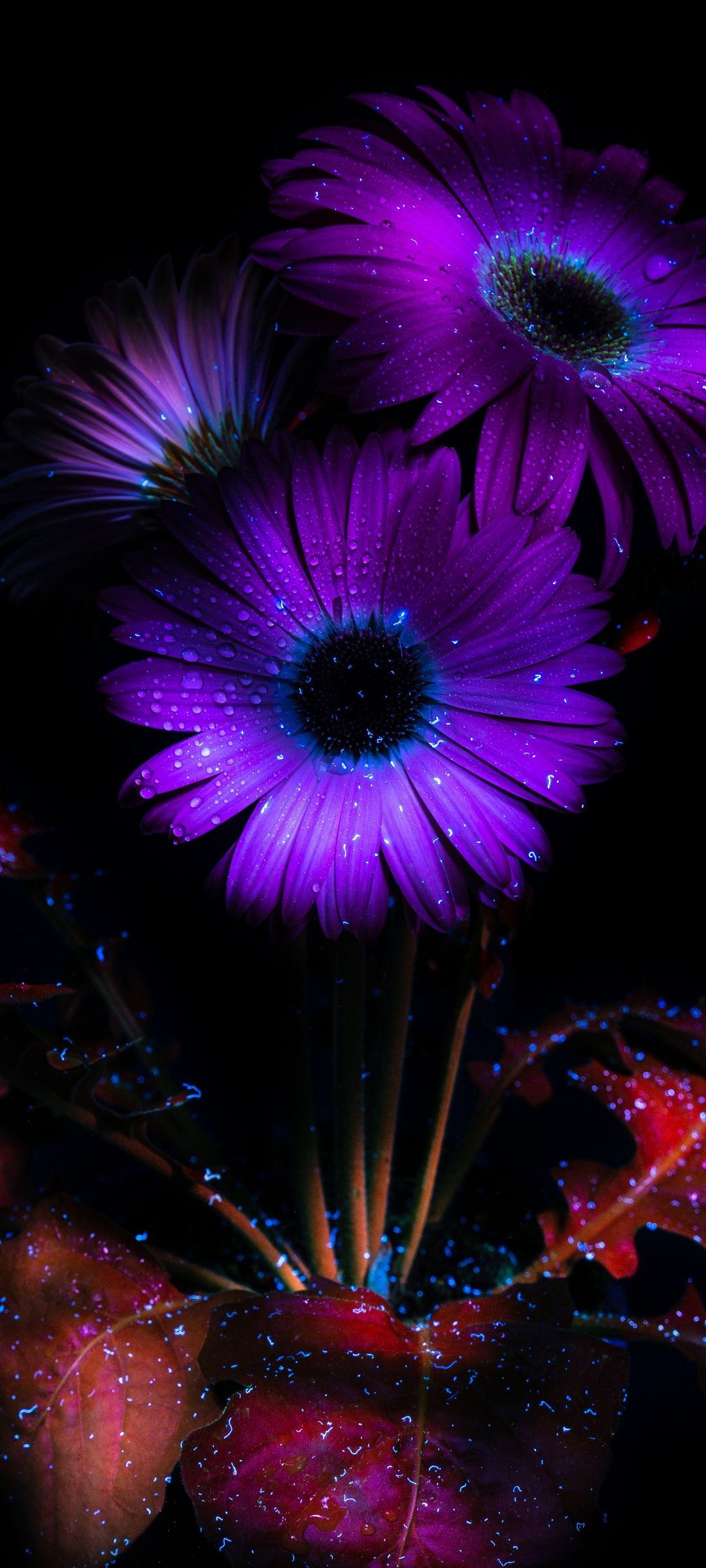 1080x2400 Purple Flowers Wallpaper 4K, Glowing, AMOLED, 8K