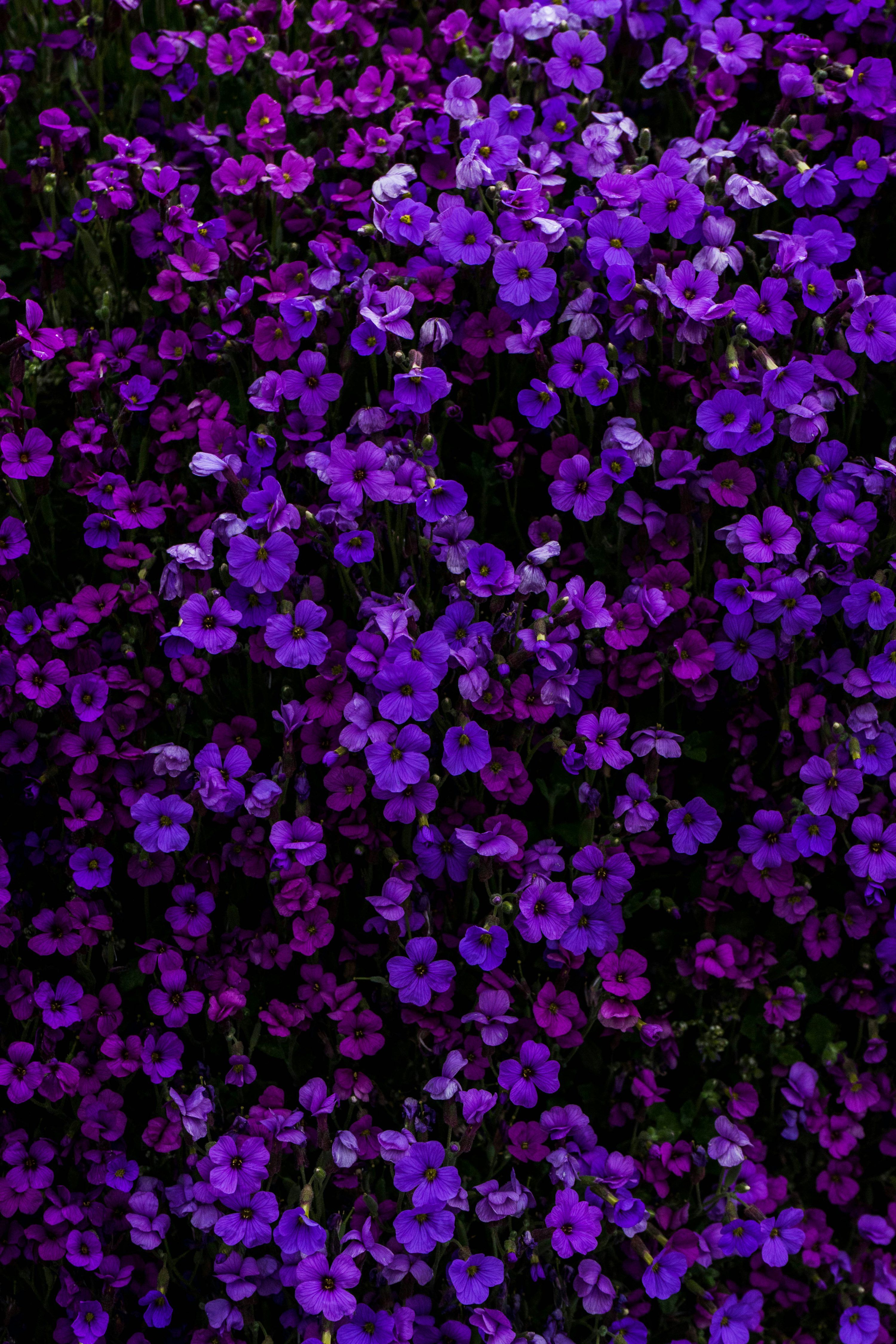 3000x4500 Purple Flower Picture. Download Free Image
