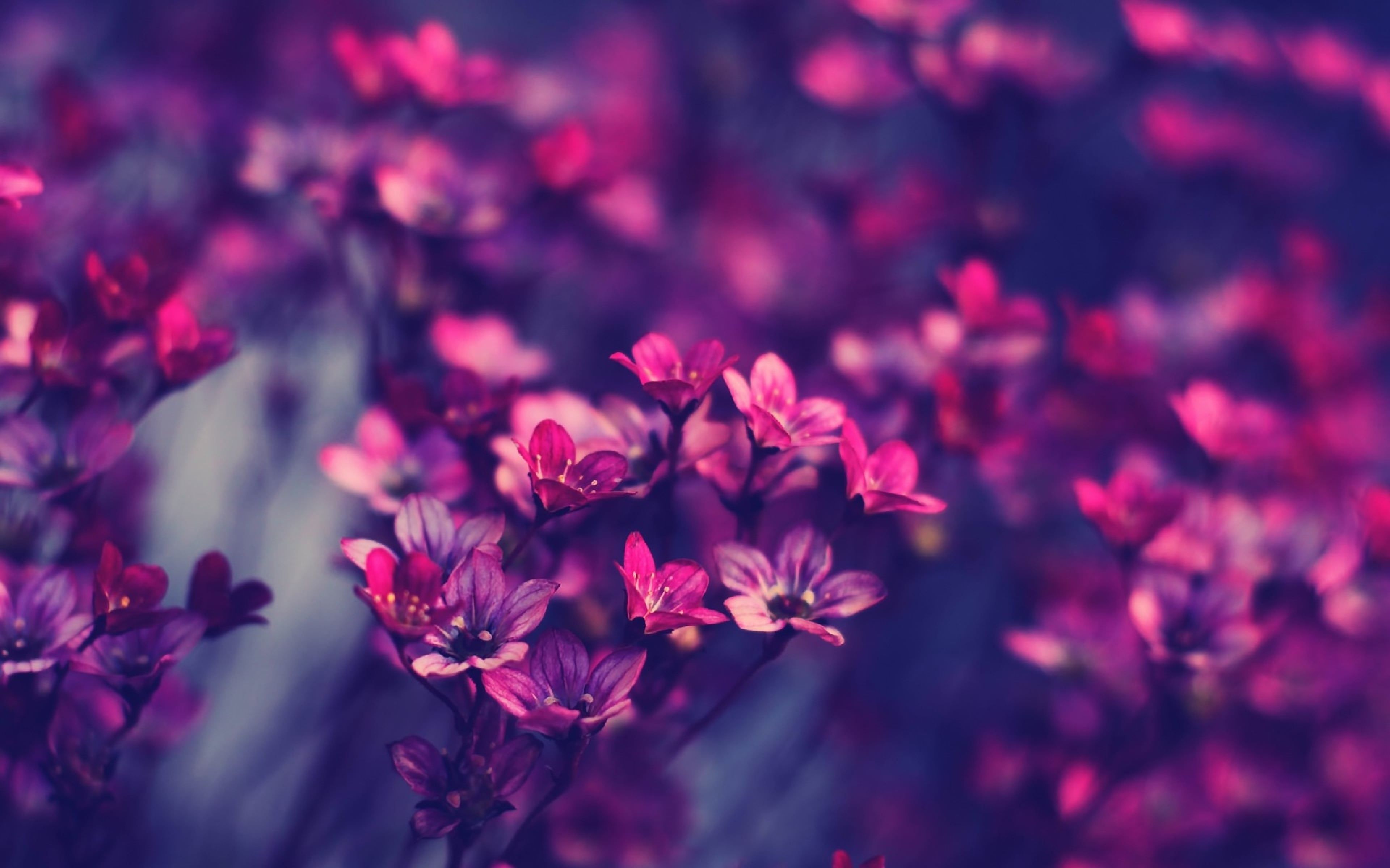 3840x2400 purple flowers (3840 x 2400)