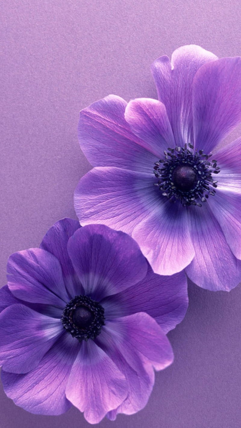 800x1422 Purple flowers, flower, flower, flowers, purple, purple flower, spring, HD phone wallpaper