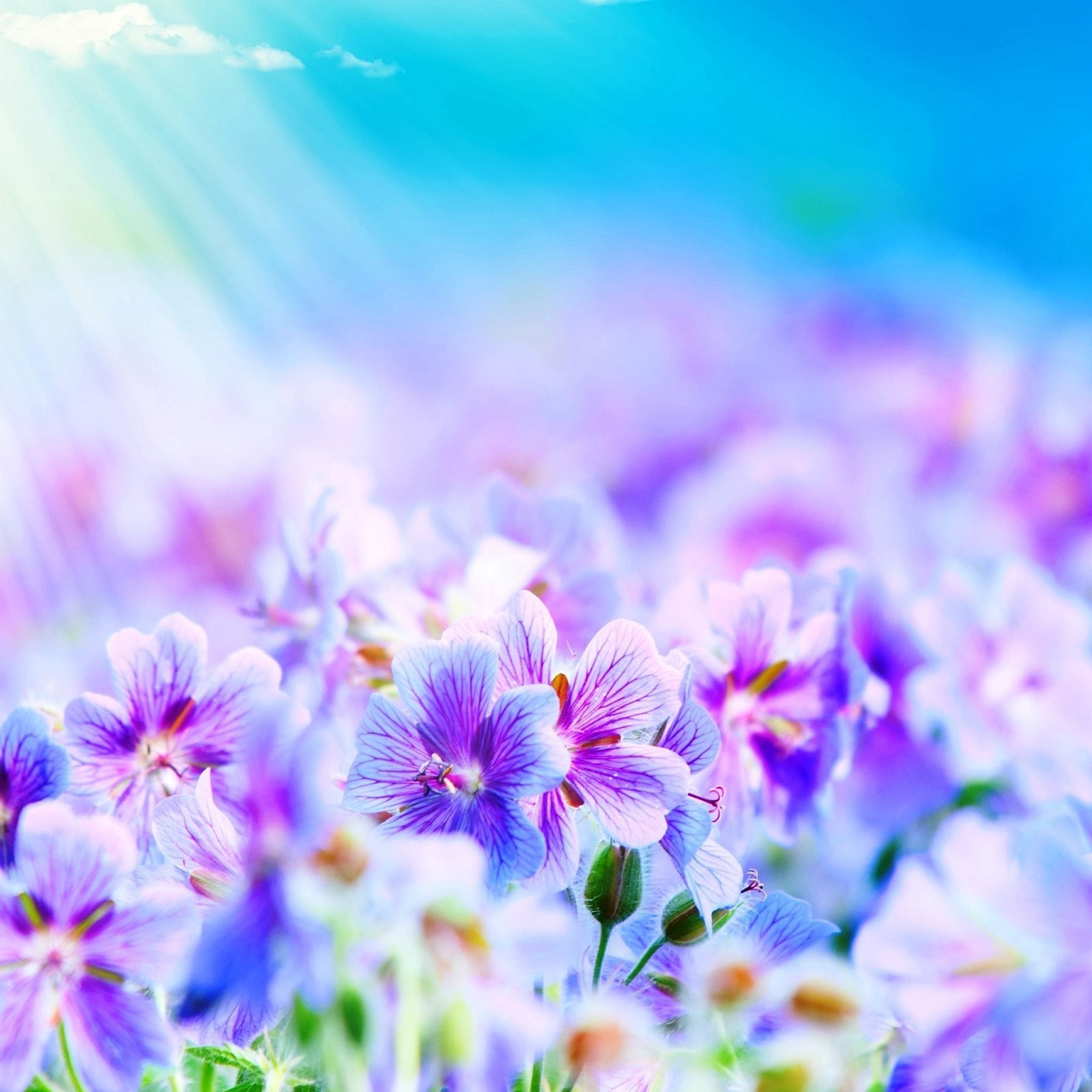 2048x2048 Purple Flowers iPad Air Wallpaper Free Download