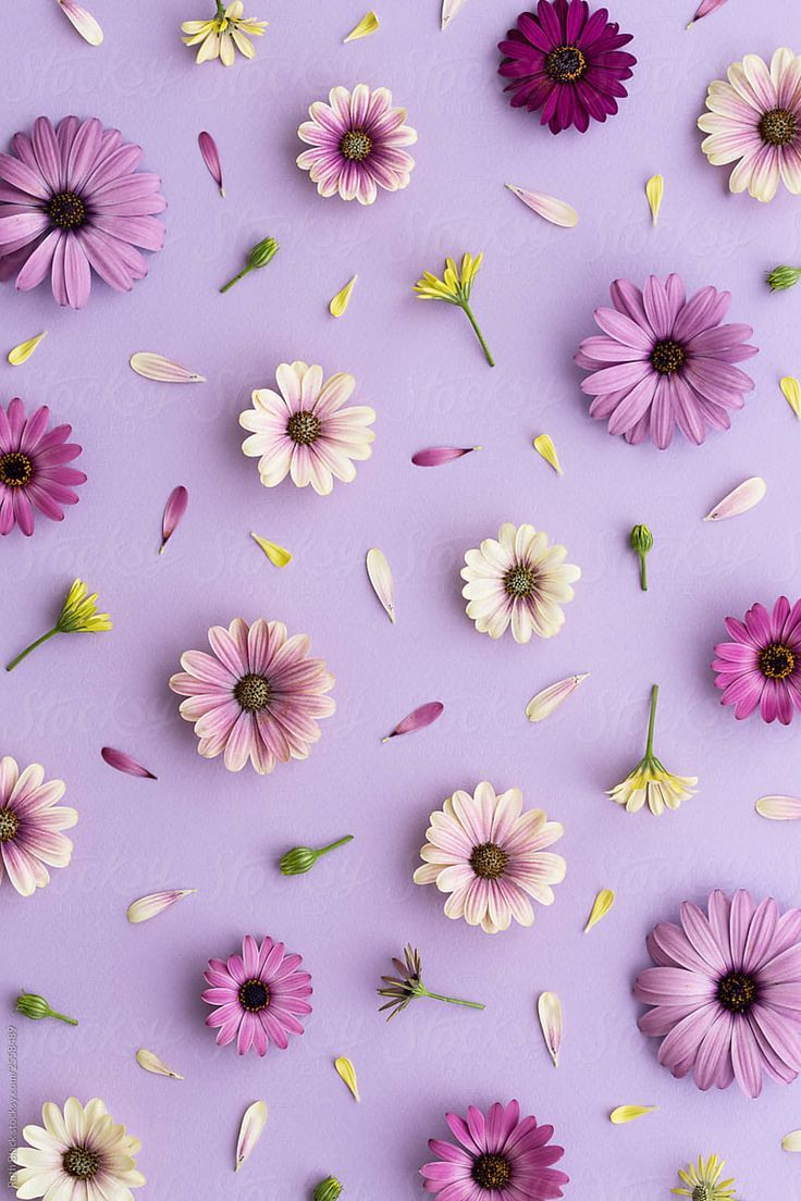 736x1104 Purple Flower Phone Wallpaper