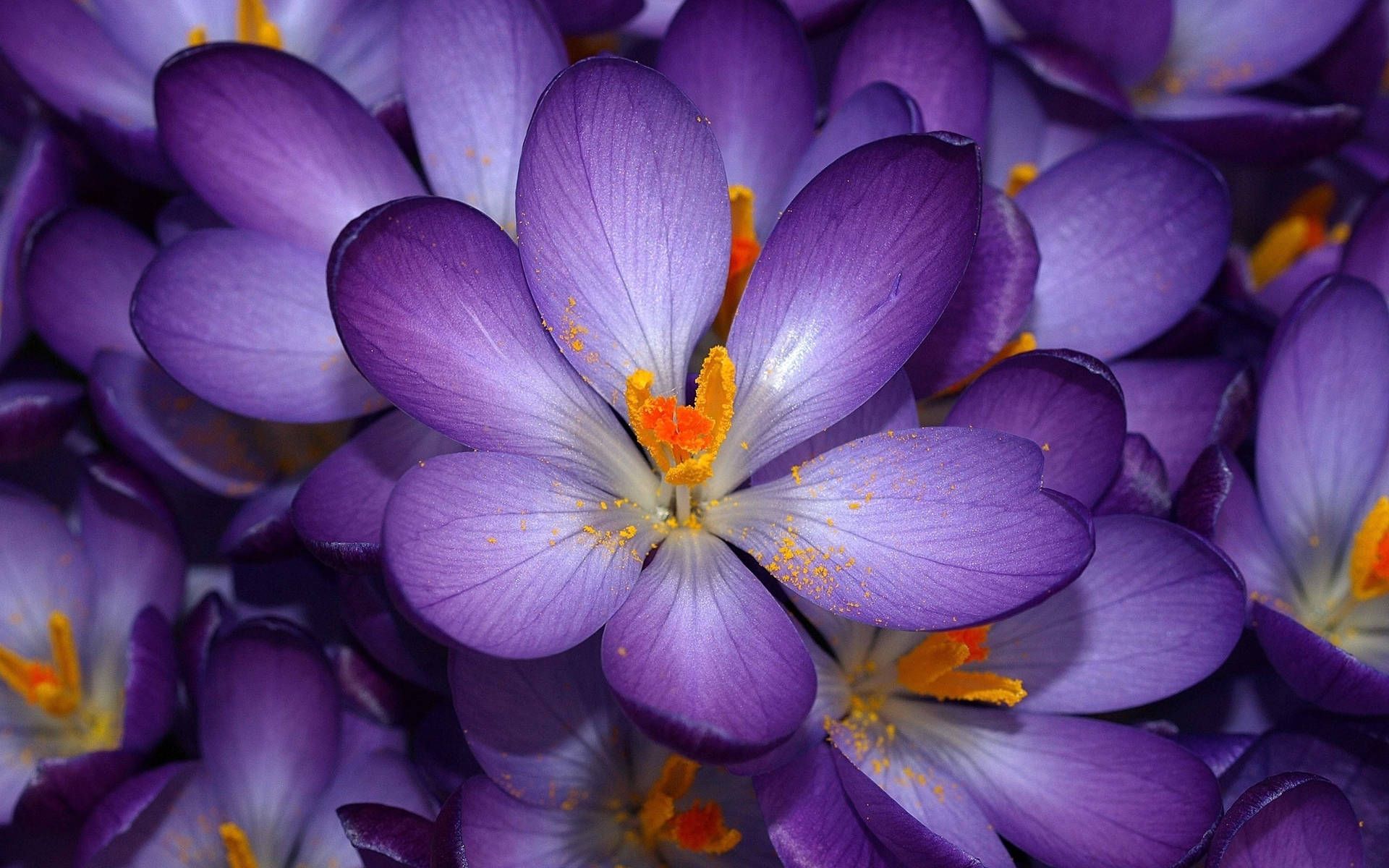 1920x1200 Purple Flower Desktop Wallpaper