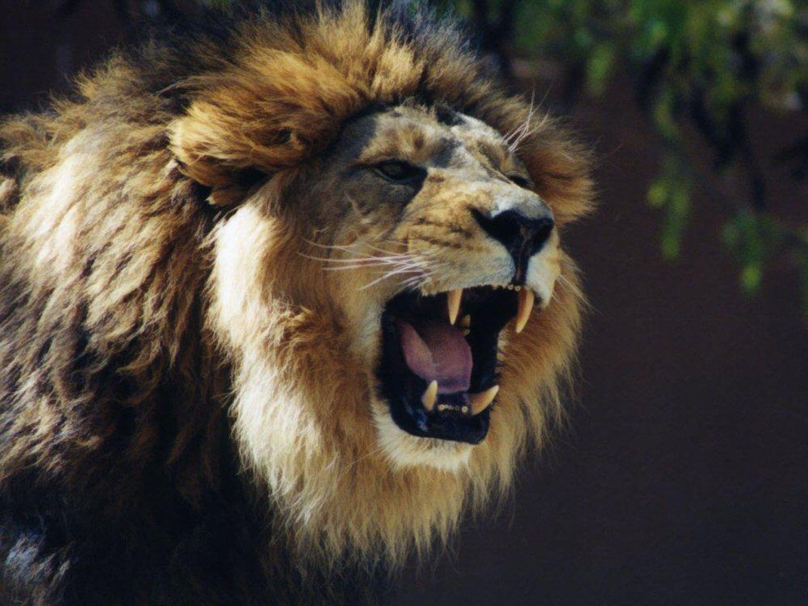 1600x1200 Free download wallpaper Lion Roaring Wallpaper [1600x1200] for your Desktop, Mobile & Tablet. Explore Wallpaper Lion Picture. White Lion Wallpaper, Cool Lion Wallpaper, Rainbow Lion Wallpaper
