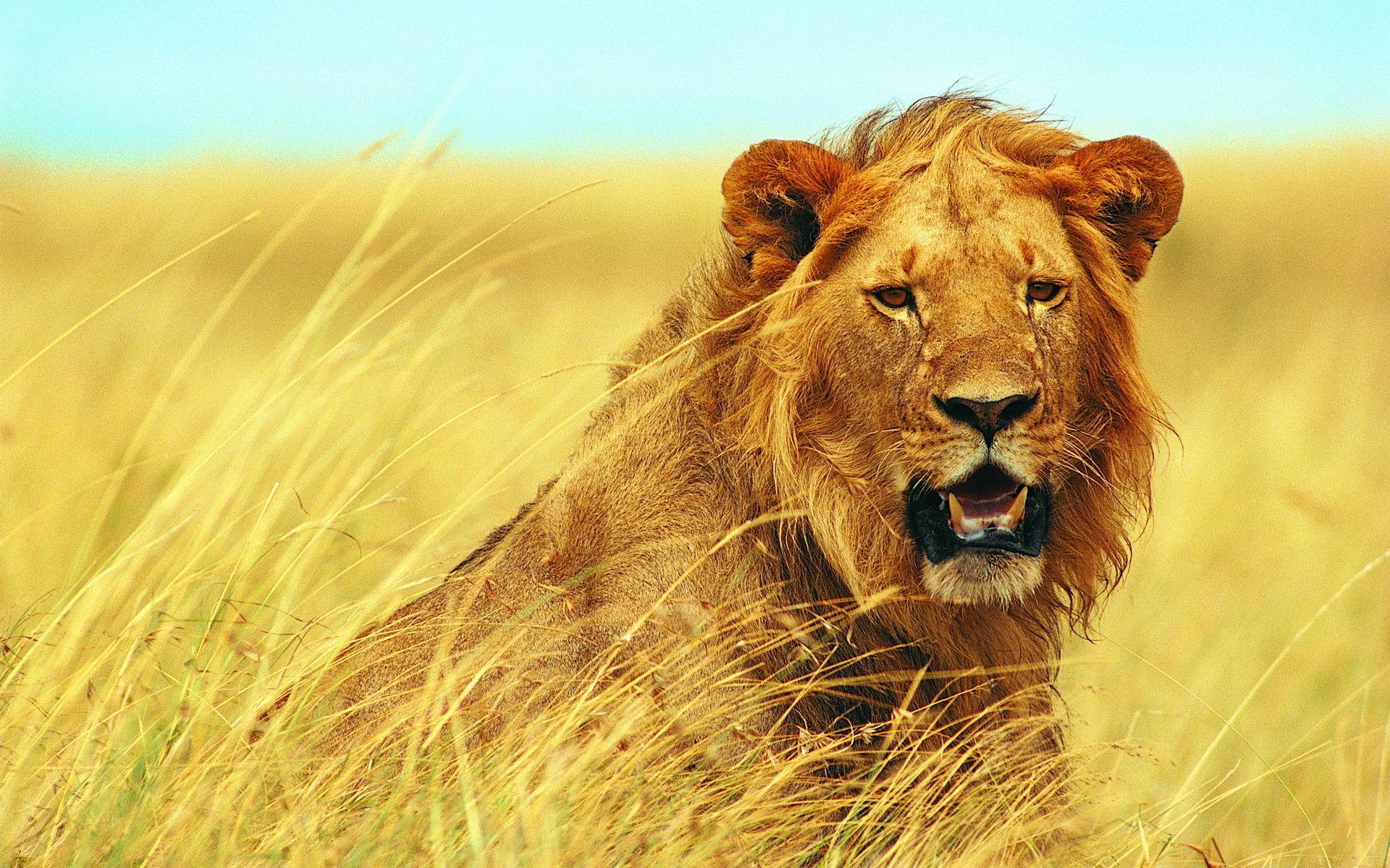 1920x1200 Young Lion Wallpaper