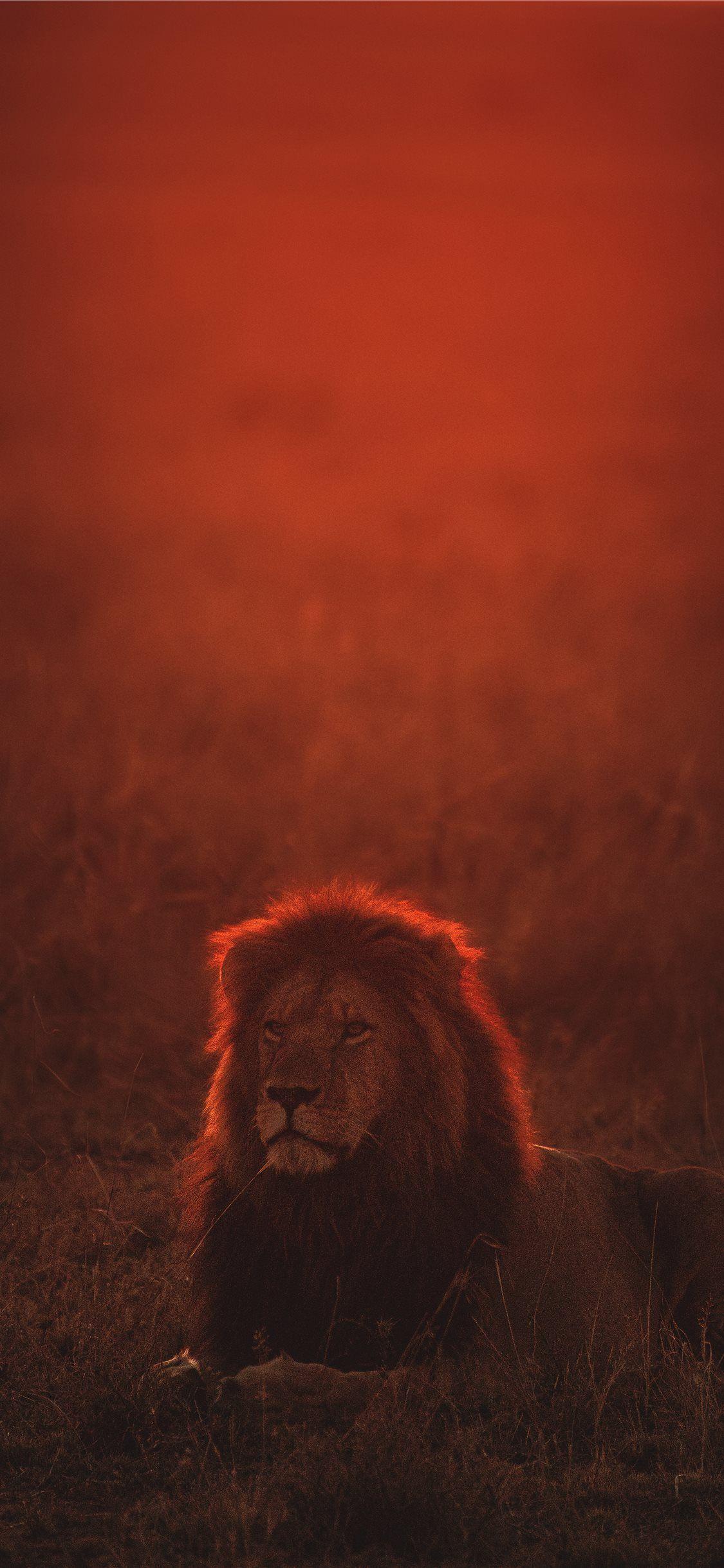 1125x2436 lion on green grass during golden hour iPhone X Wallpaper Free Download