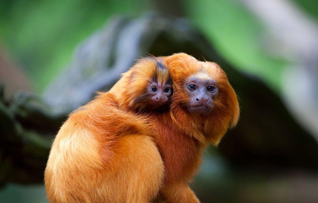 1332x850 Wallpaper the primacy of, Golden lion Tamarin, Golden lion marmoset, Rosalia image for desktop, section животные