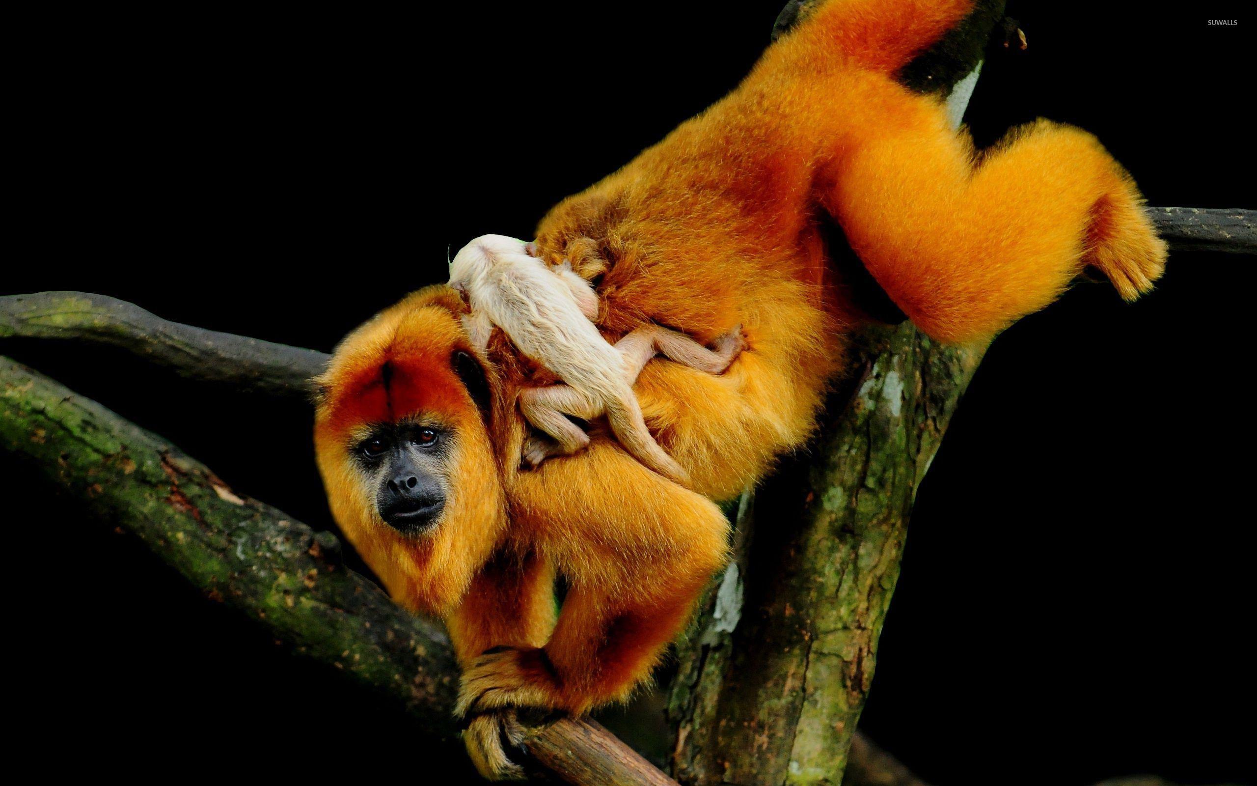 2560x1600 Golden Lion Tamarin Monkey wallpaper wallpaper