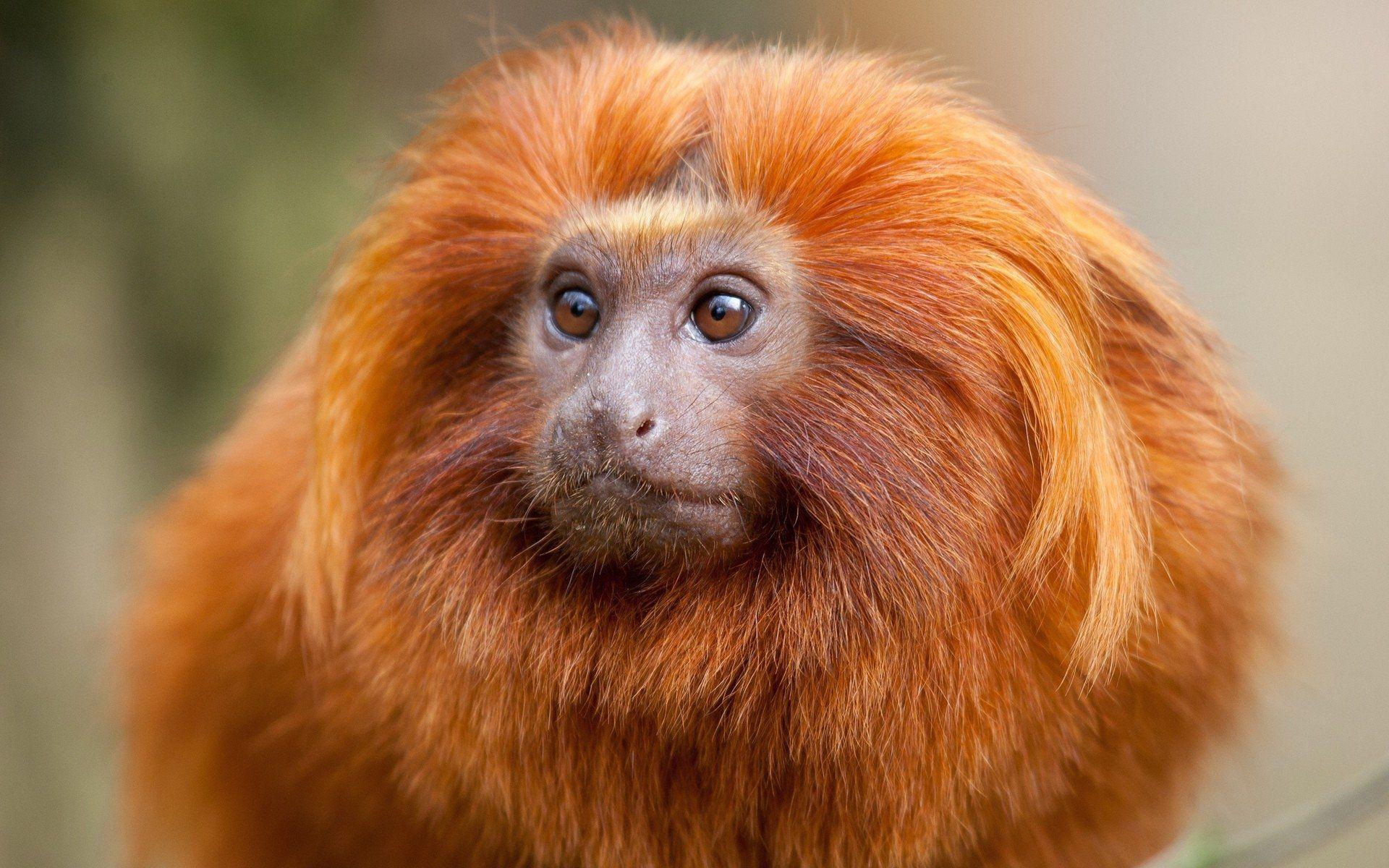 1920x1200 Golden Lion Tamarin HD Wallpaper. Background Imagex1200