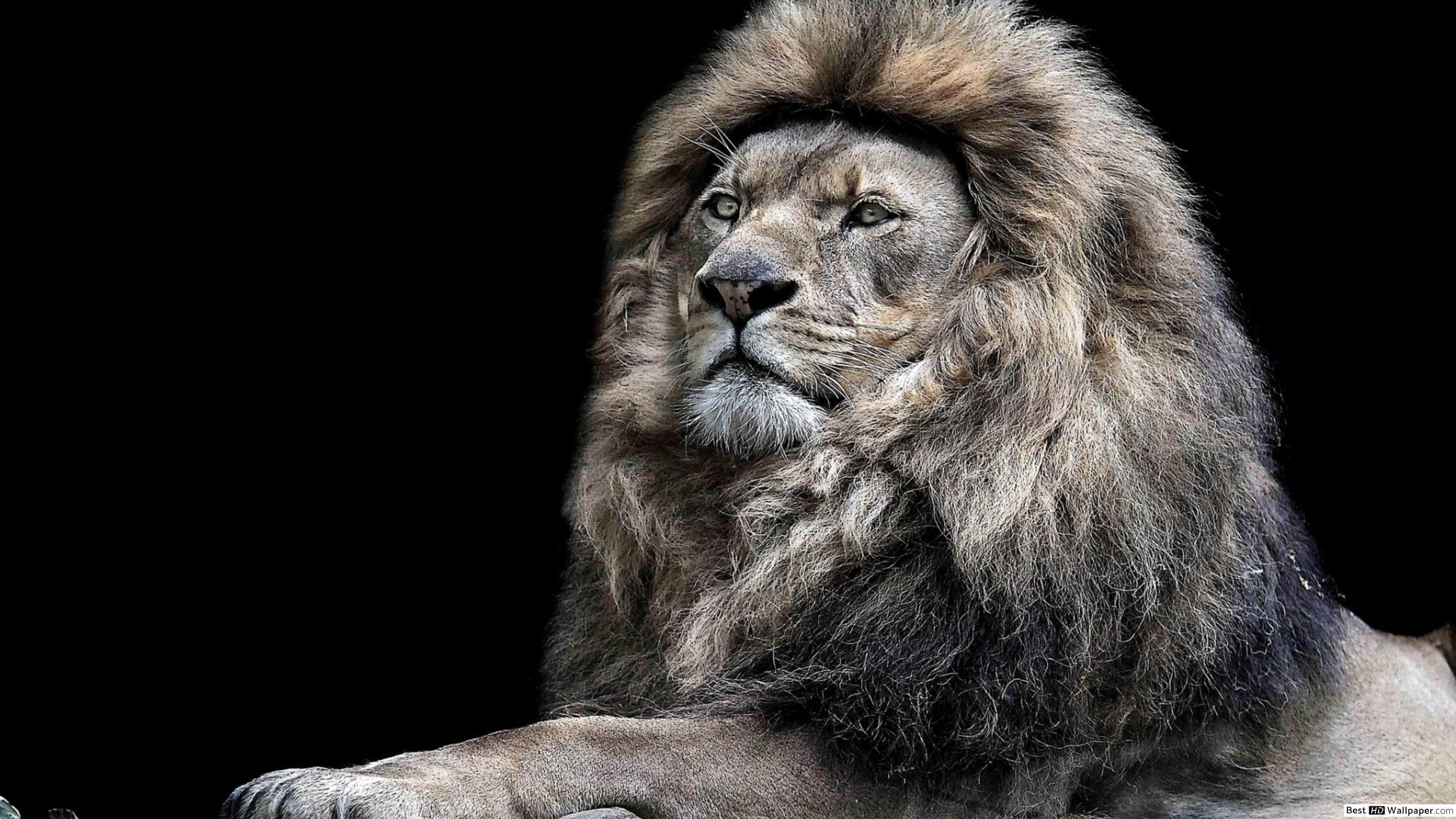 3840x2160 Mature Lion HD wallpaper download