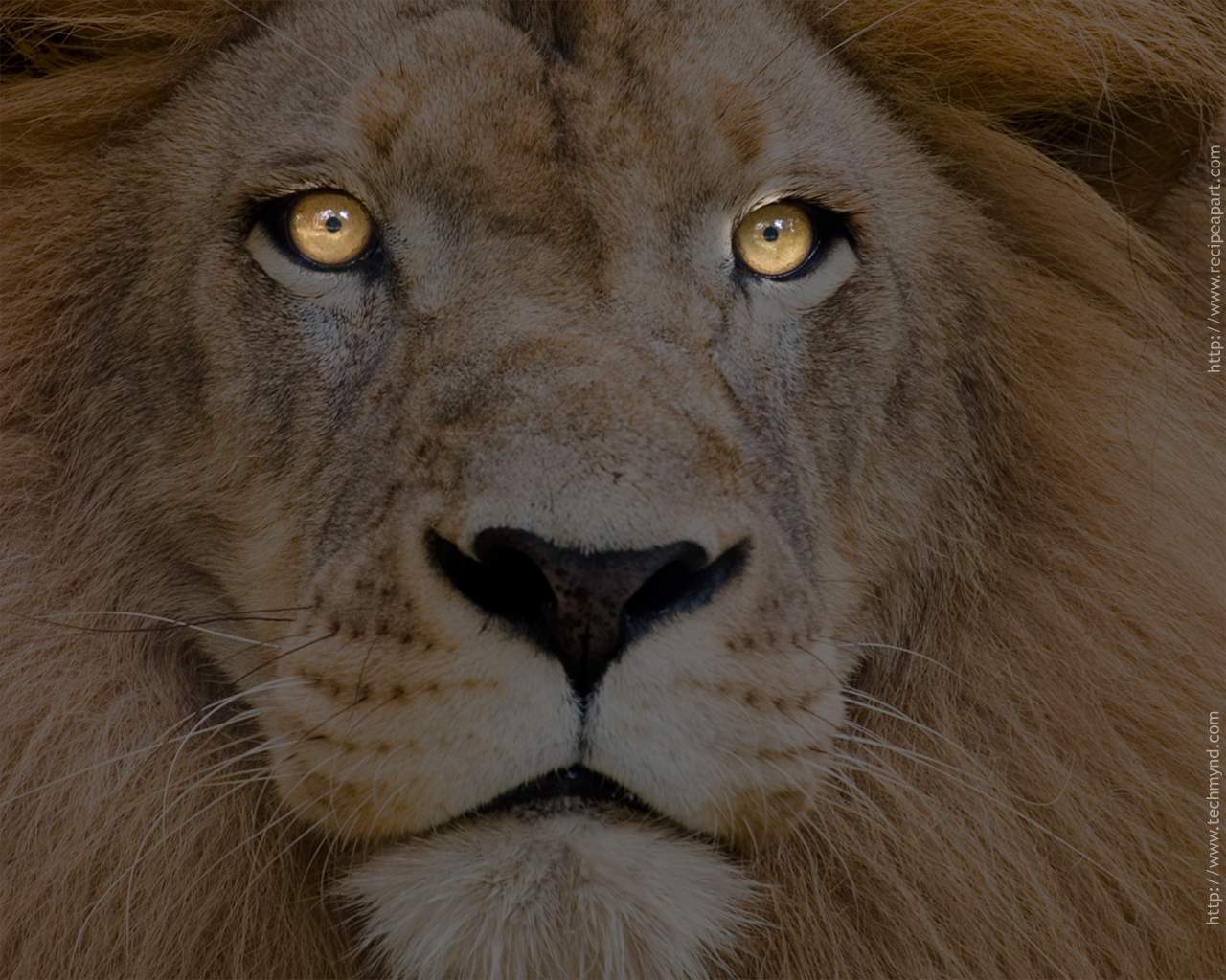 1280x1024 Lions wallpaperx1024