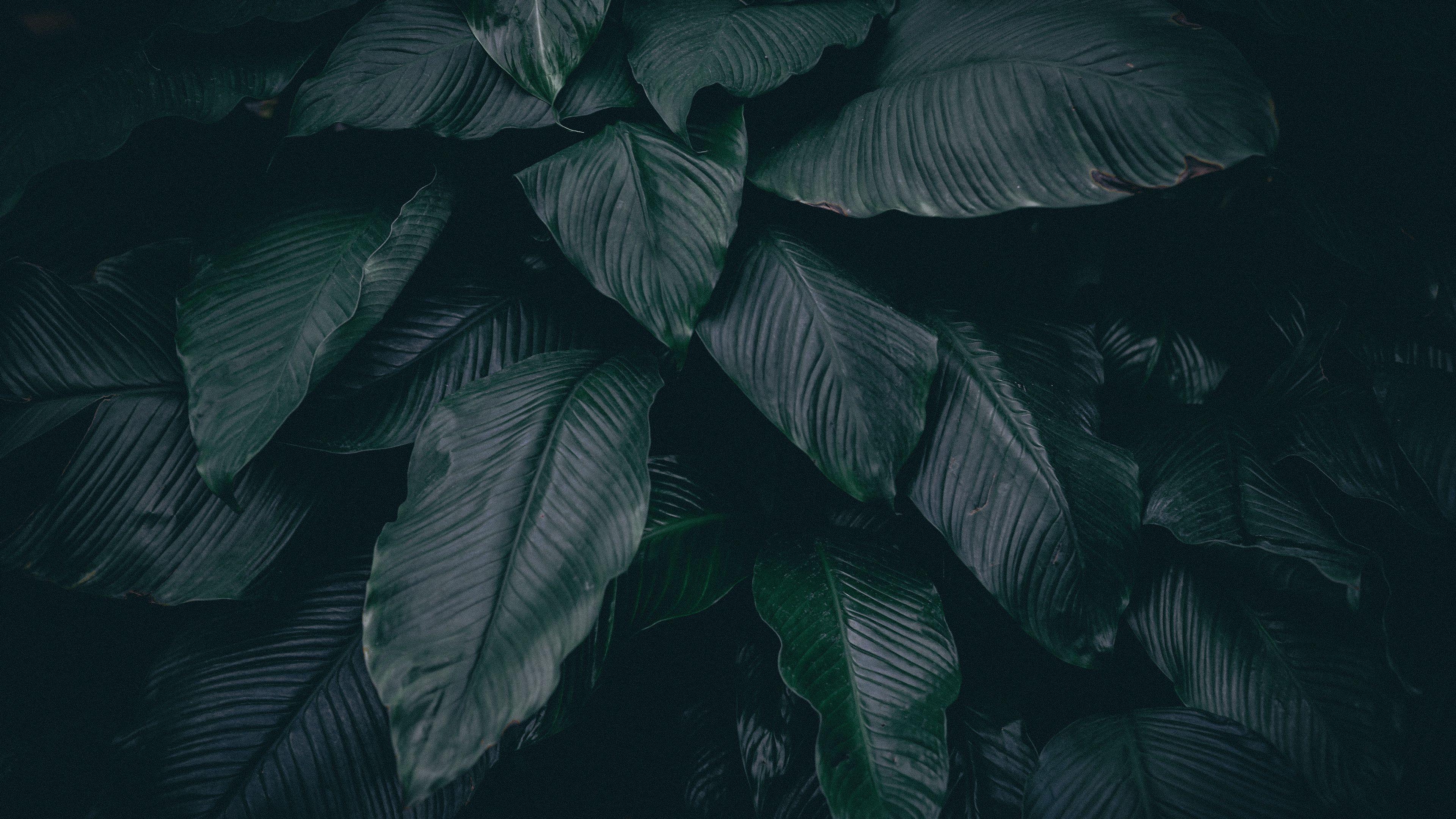 Dark Leaves Wallpapers - Top Free Dark Leaves Backgrounds - WallpaperAccess