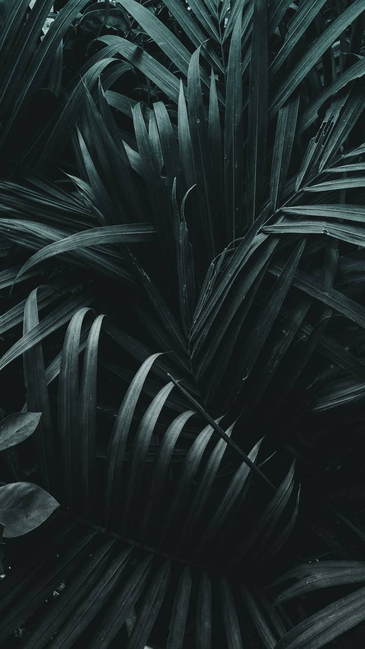 Dark Leaf Wallpapers Top Free Dark Leaf Backgrounds WallpaperAccess