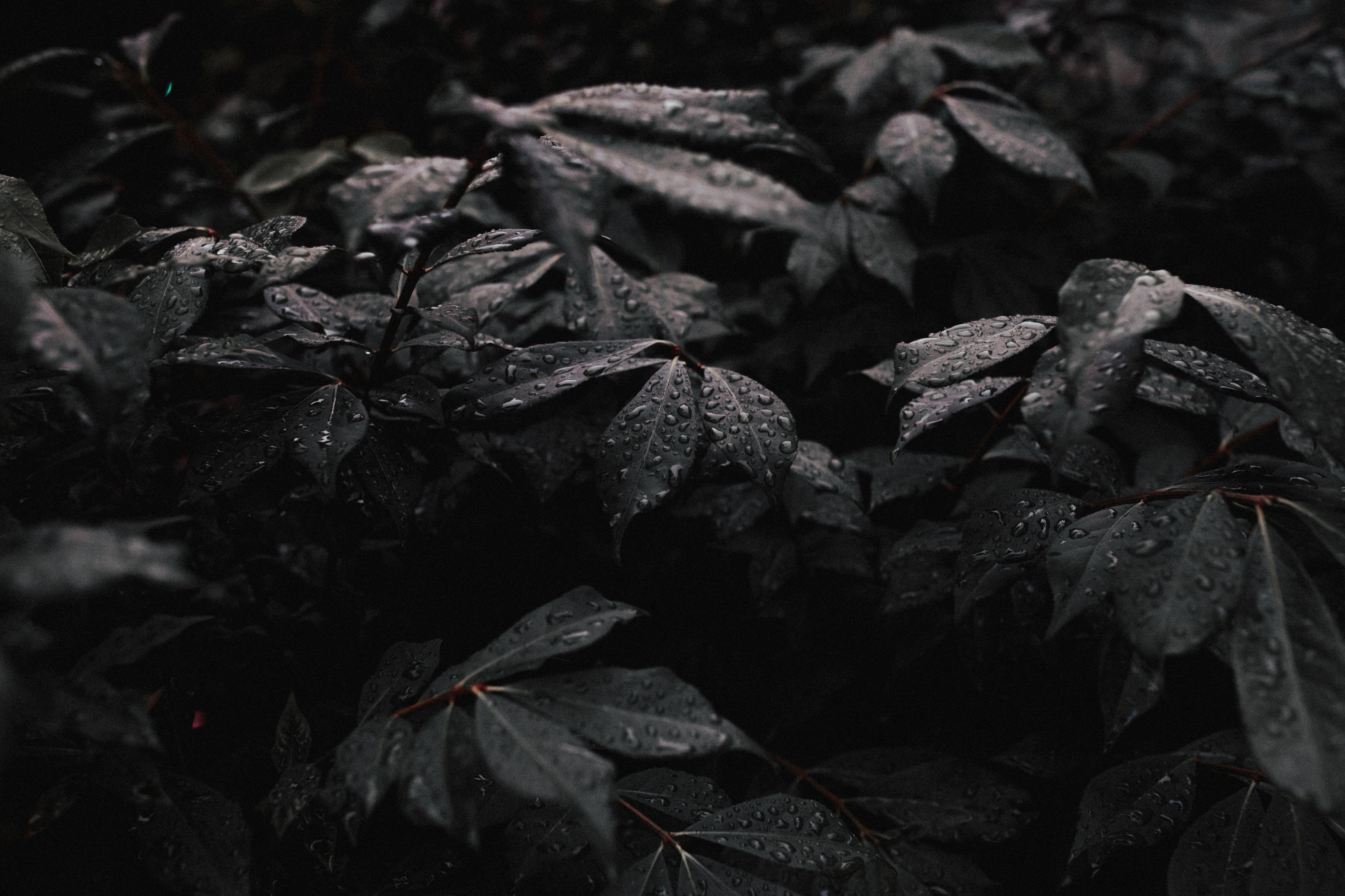 5472x3648 5472x3648 #bush, #dark, #water drop, #leaf, #foliage, #darkness, #black wallpaper, #black, #wallpaper, #dark leaf, #black and white, #raindrop, #rain drop, #waterdrop, #tree, #leafe, #black background, # foliage bsuh, #leaves, #PNG image